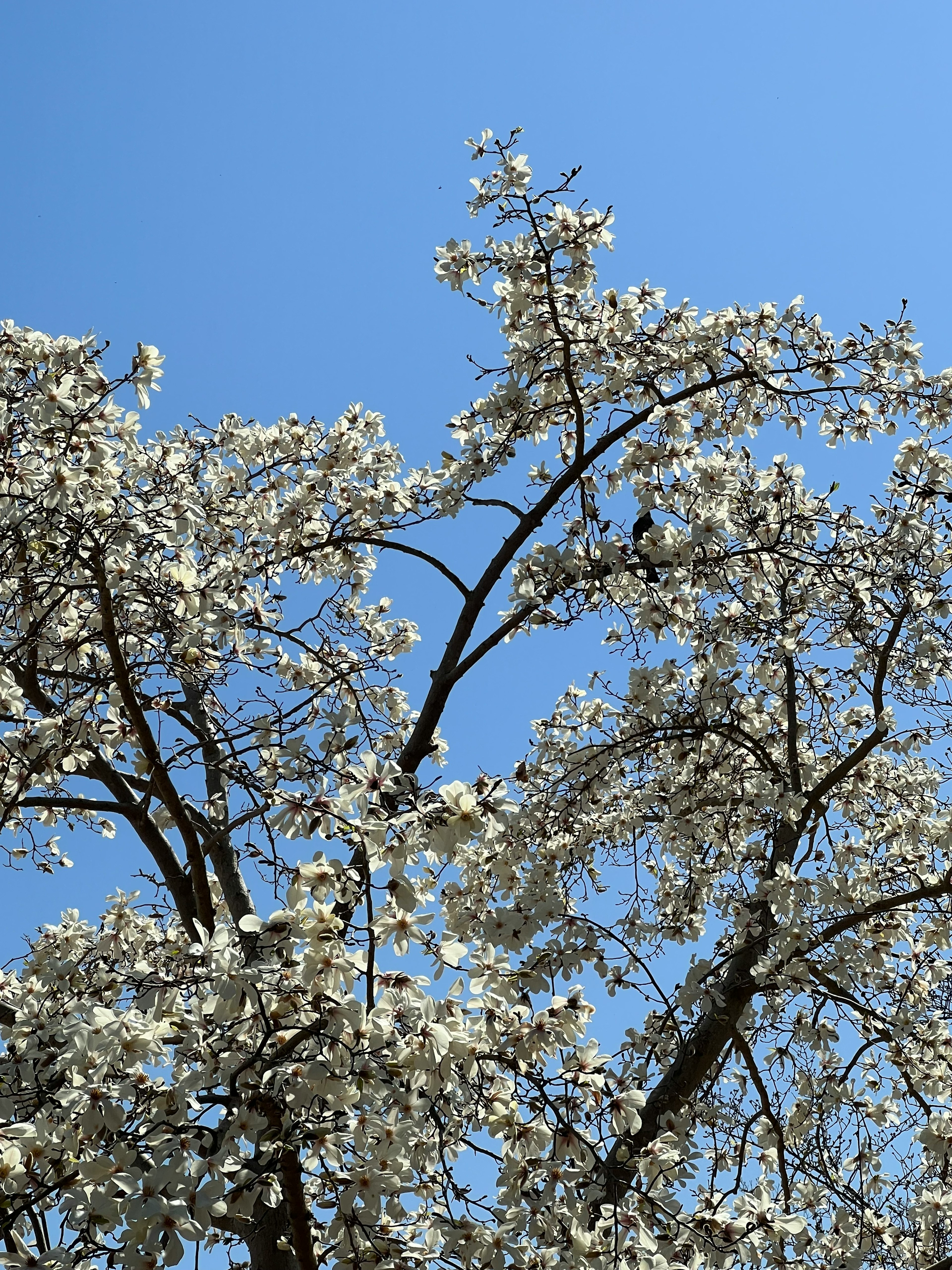 Branches de fleurs blanches sur un ciel bleu