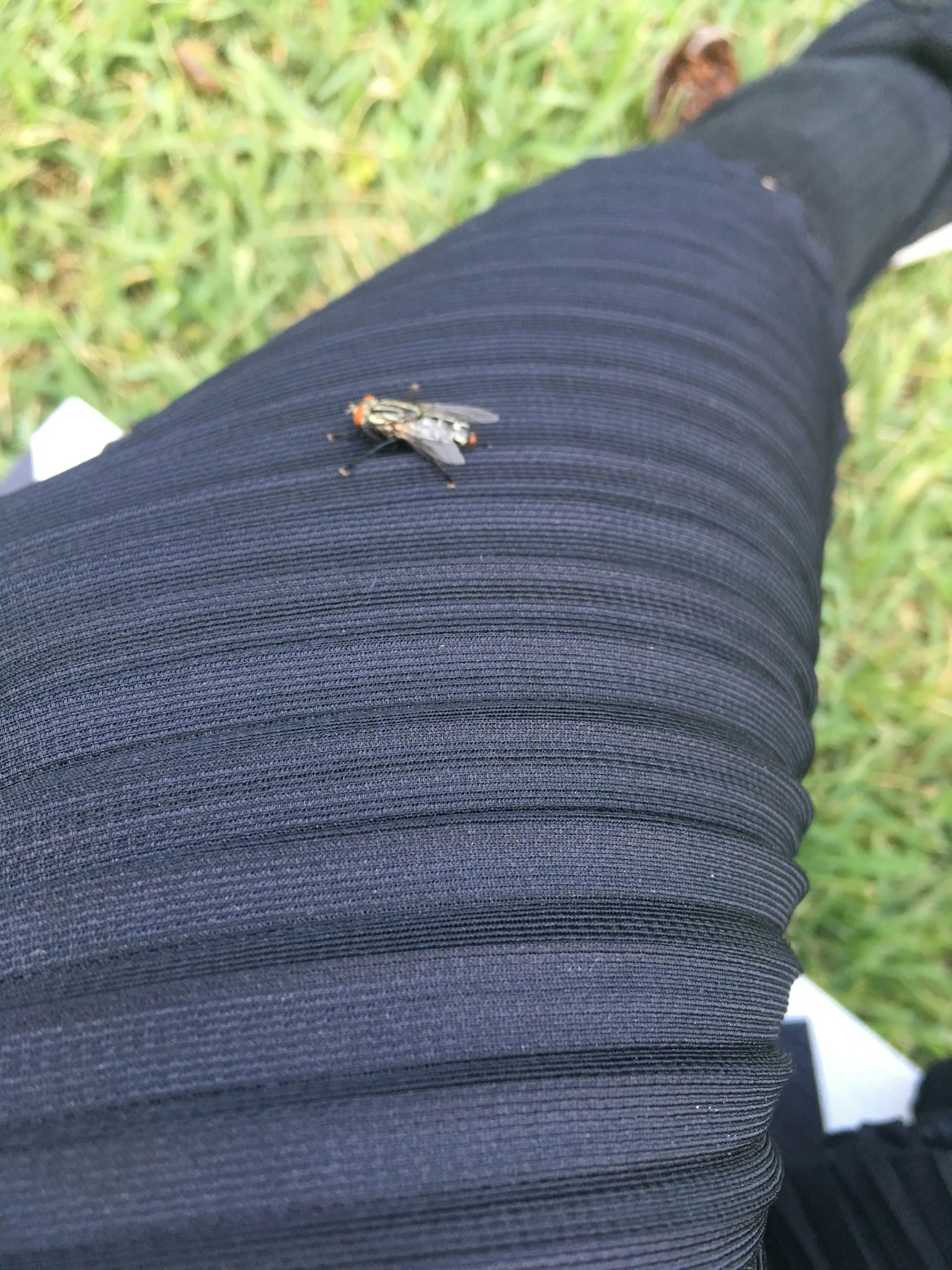 A small insect resting on black striped pants