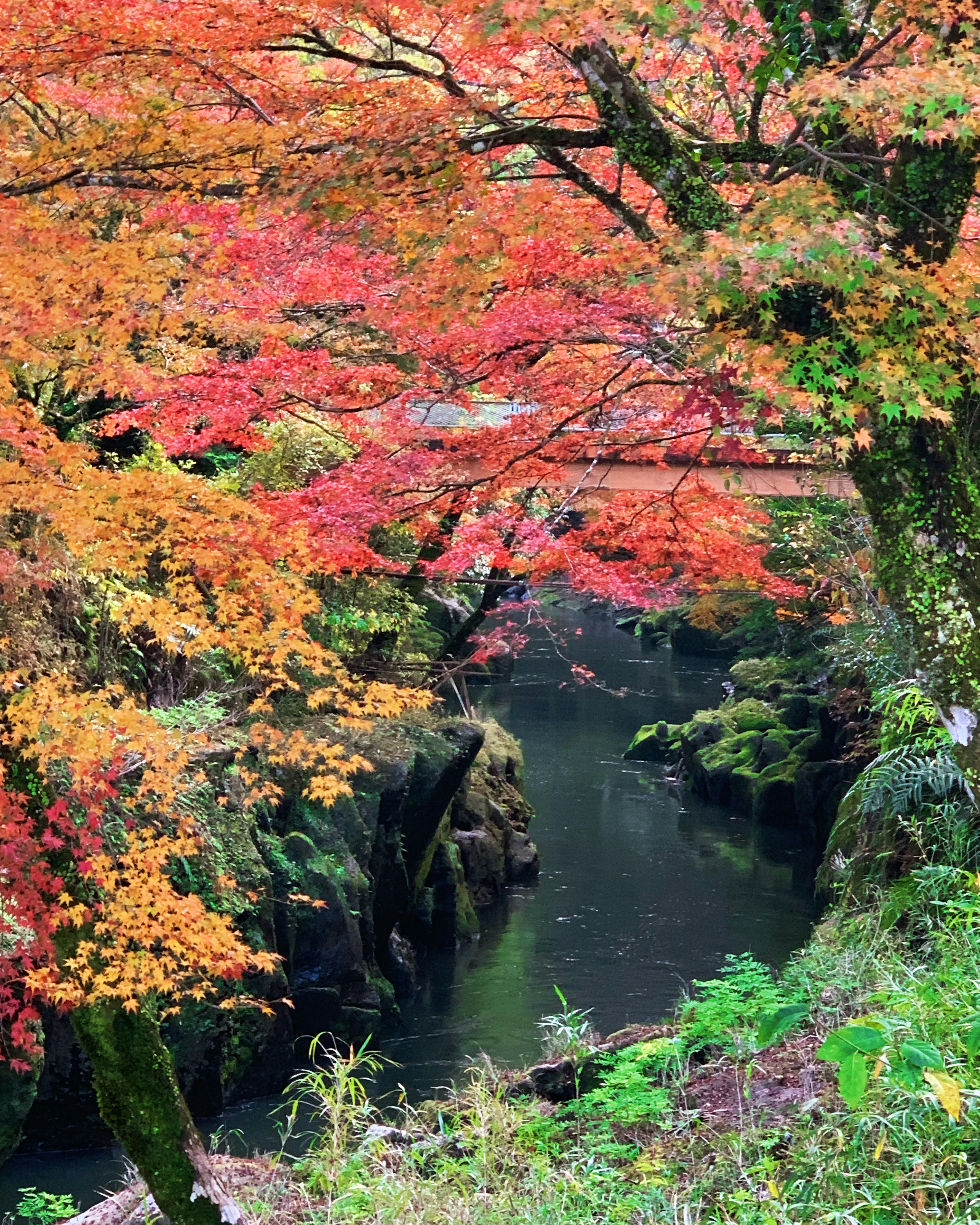 Vue pittoresque d'une rivière entourée d'un feuillage d'automne vibrant avec des feuilles rouges et orange