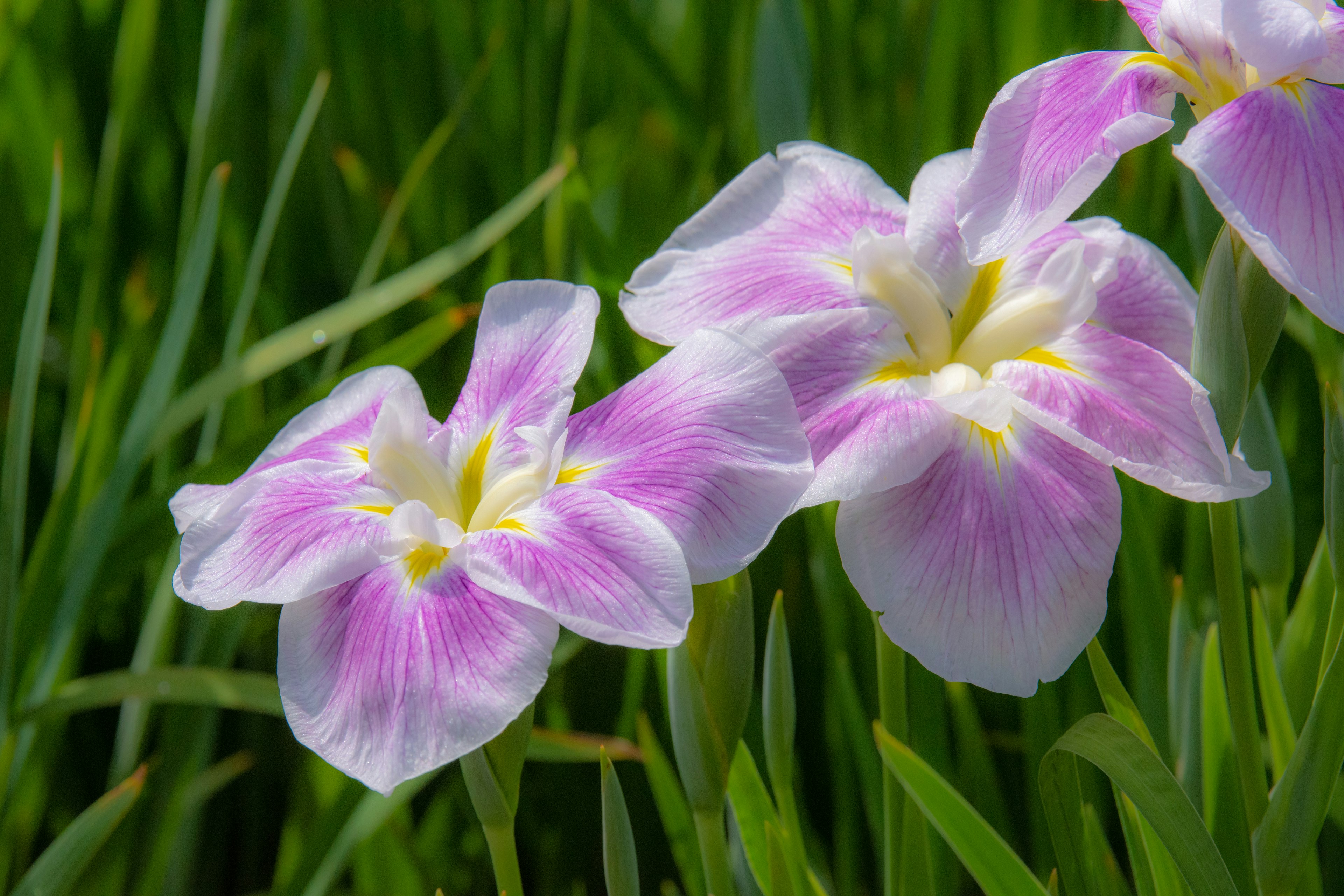 Fiori rosa e bianchi vibranti che fioriscono tra l'erba verde