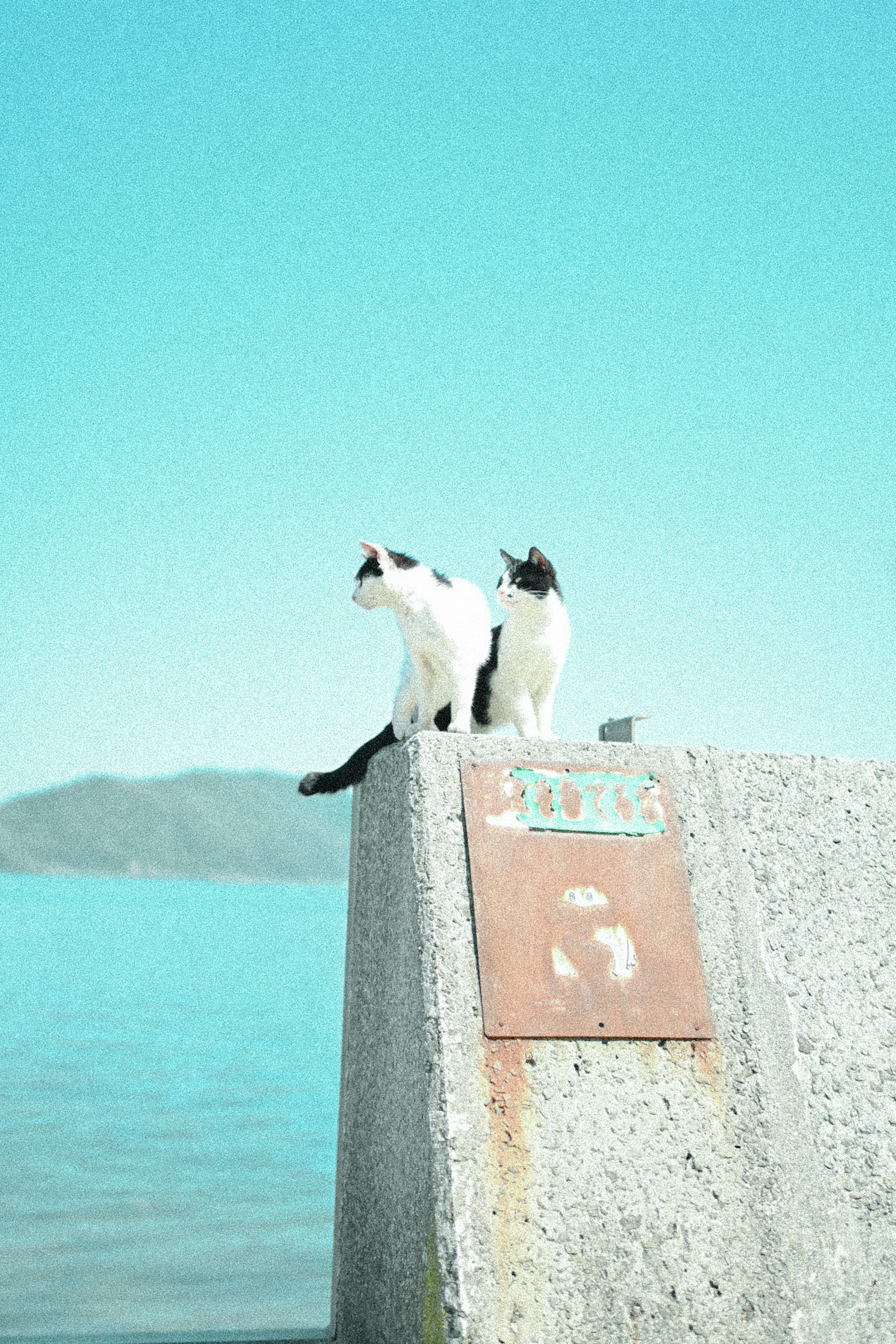 Due gatti bianco e nero che guardano il mare blu