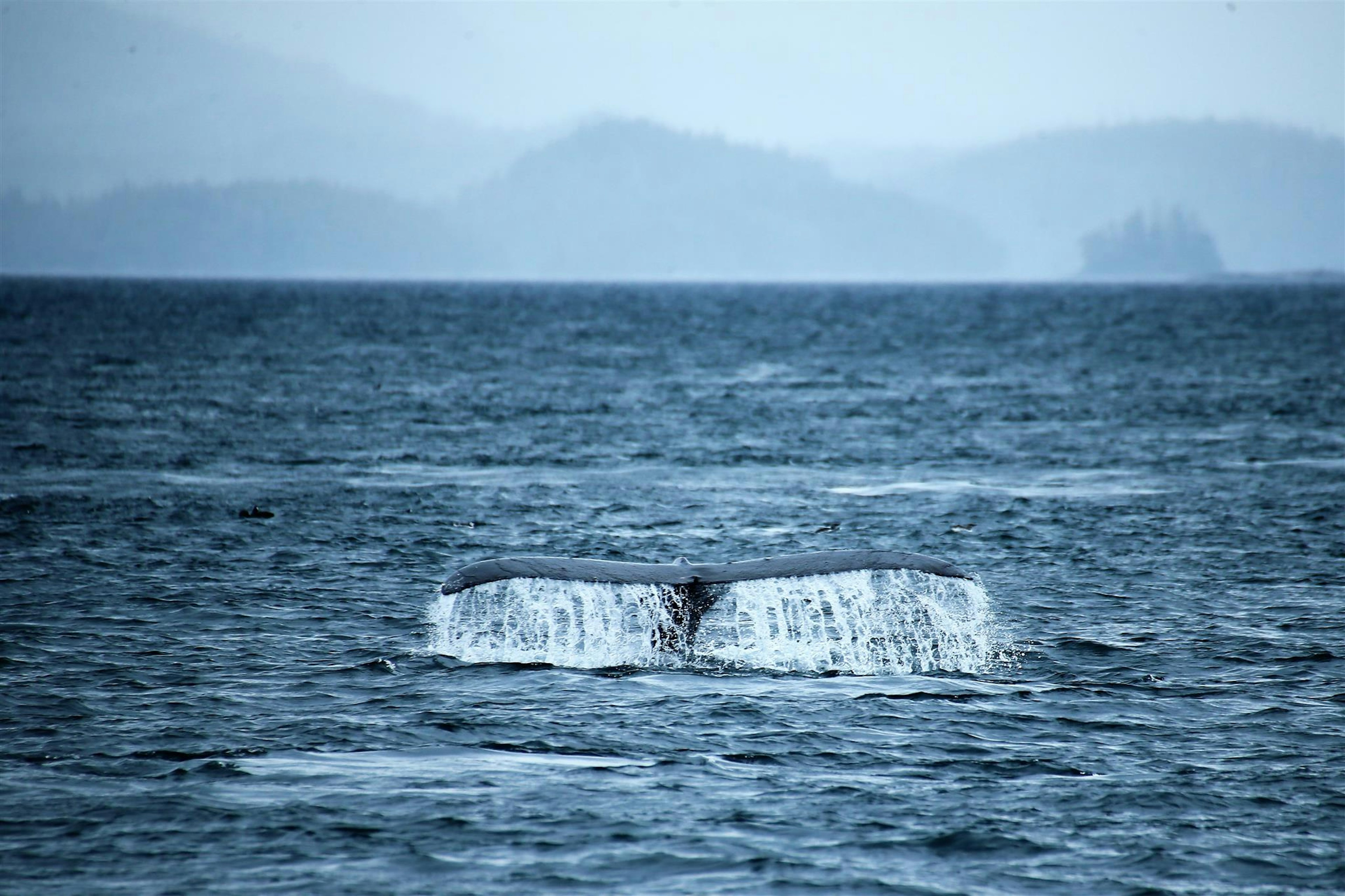 Una coda di balena che emerge dalla superficie dell'oceano