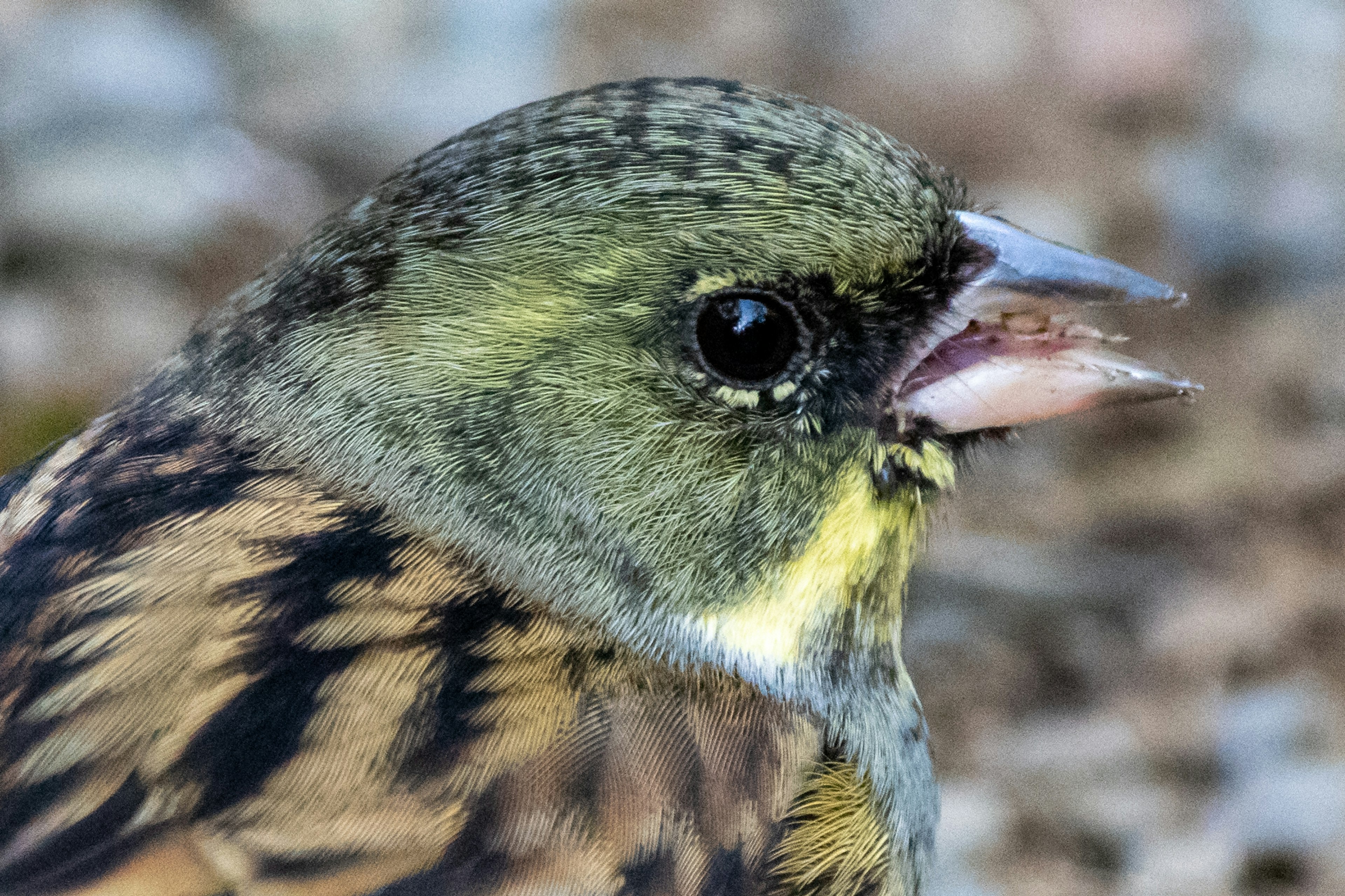 Image en gros plan d'un oiseau avec des plumes vertes