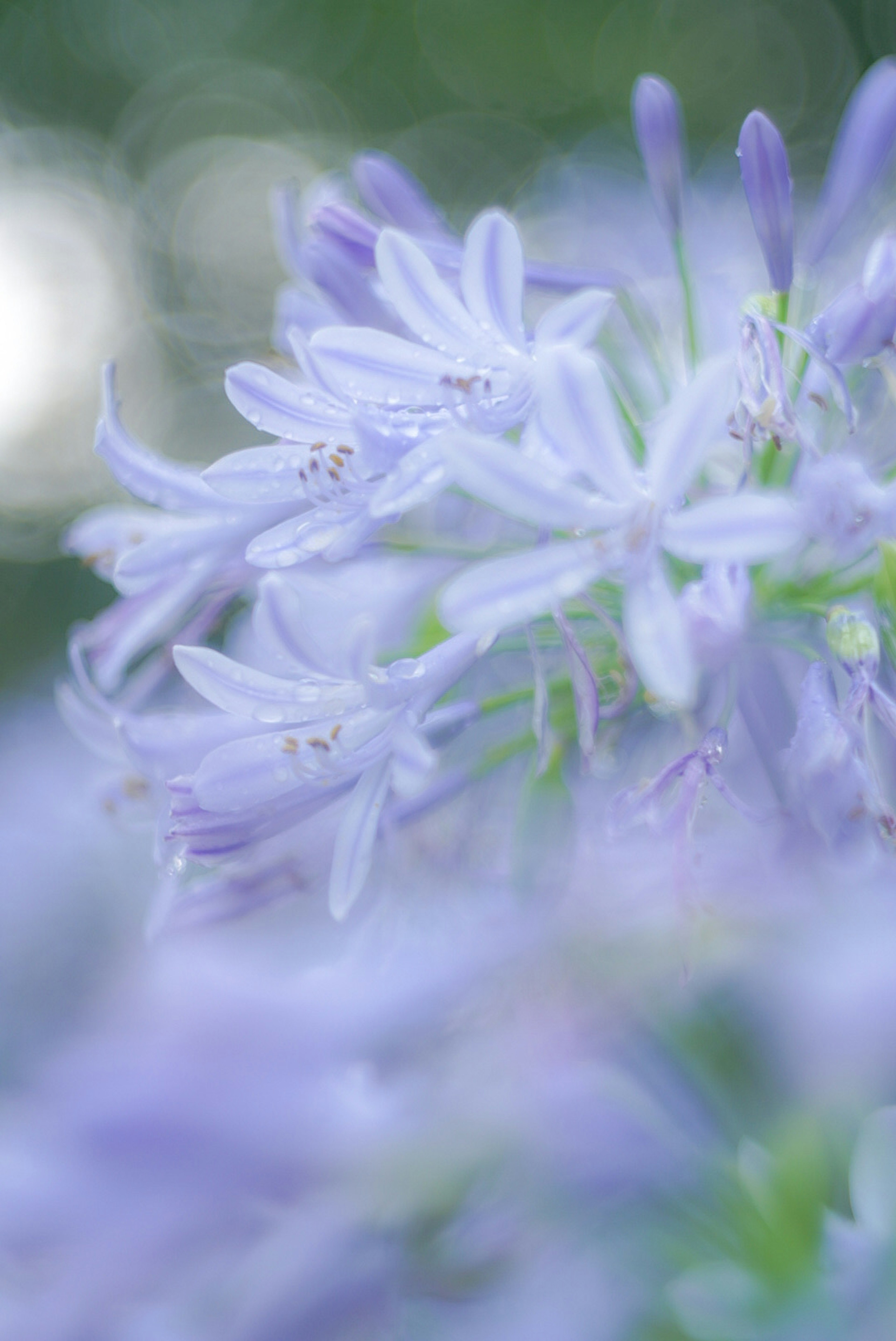 Primo piano di delicati fiori viola chiaro con uno sfondo sfocato morbido