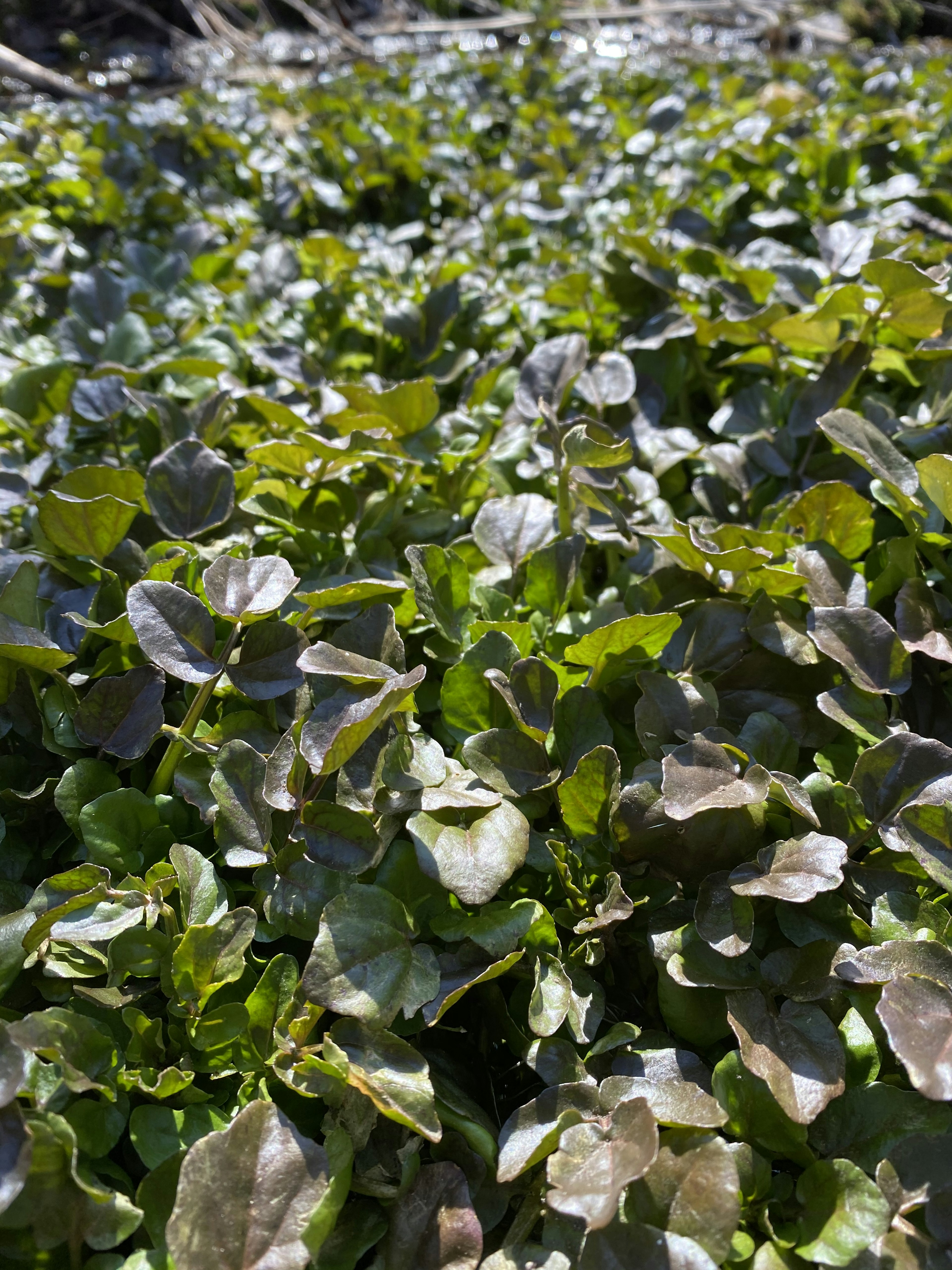 Close-up of lush green leaves in a dense arrangement