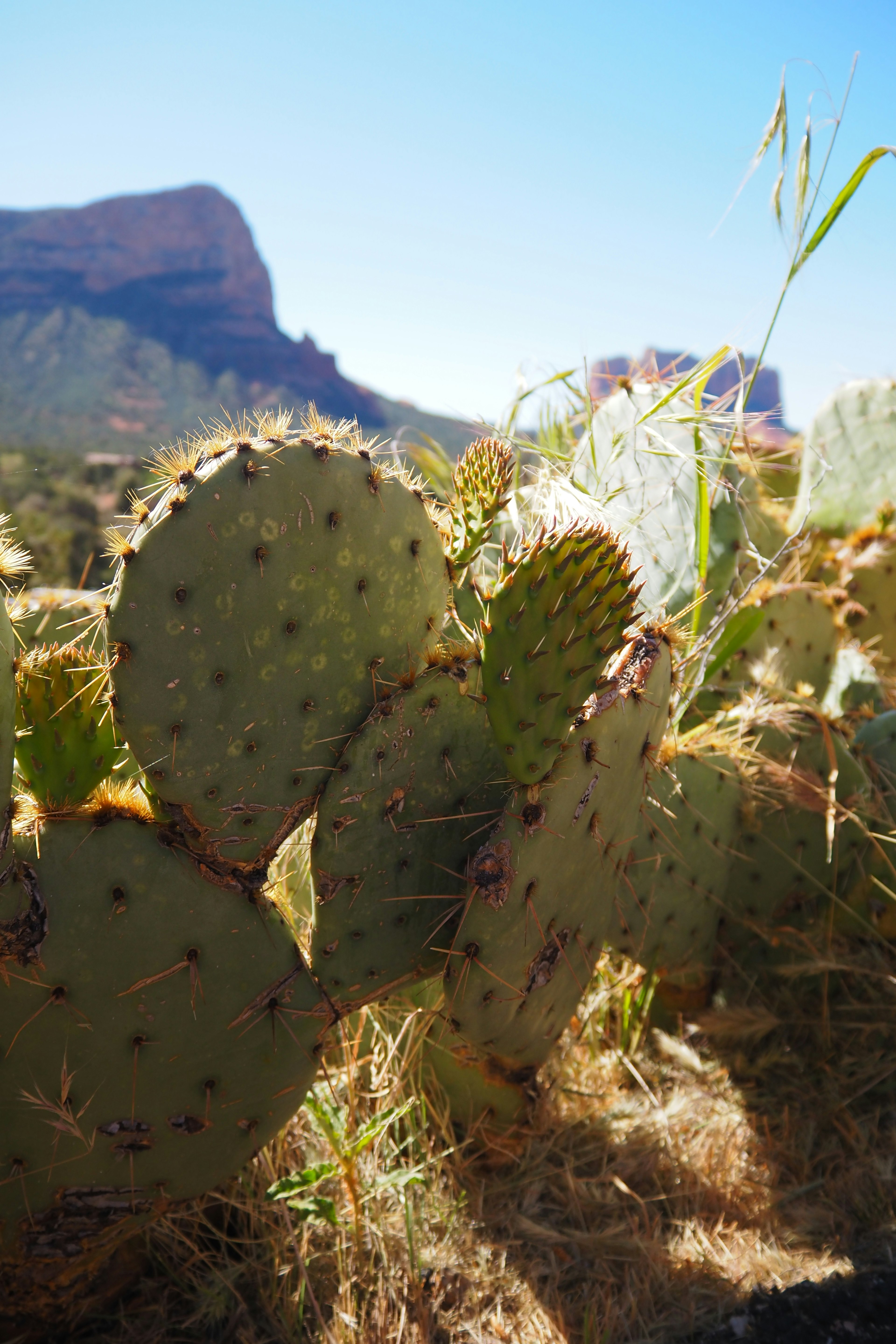 Grupo de cactus con fondo de cielo azul