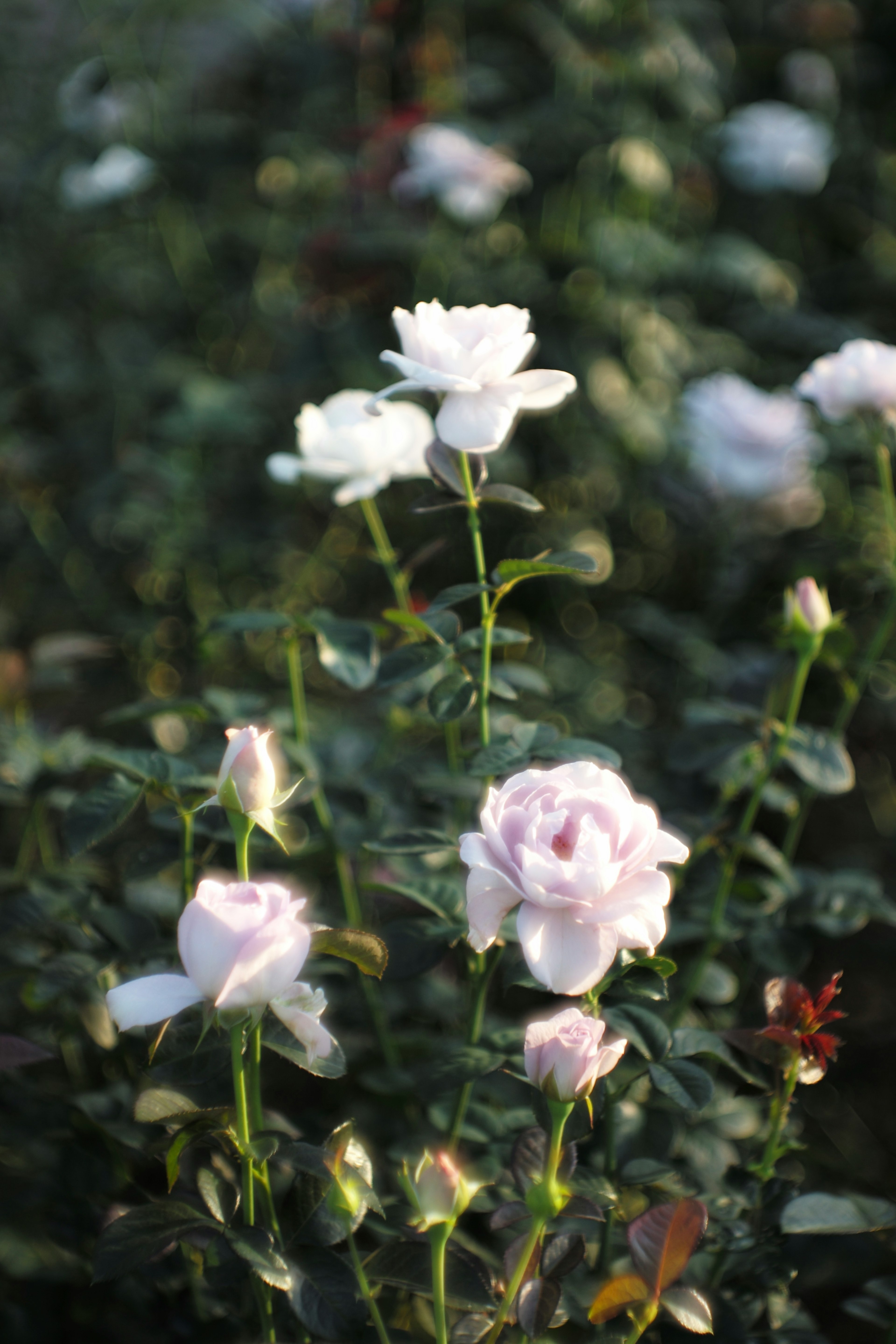 A garden scene featuring pale pink and white roses in bloom