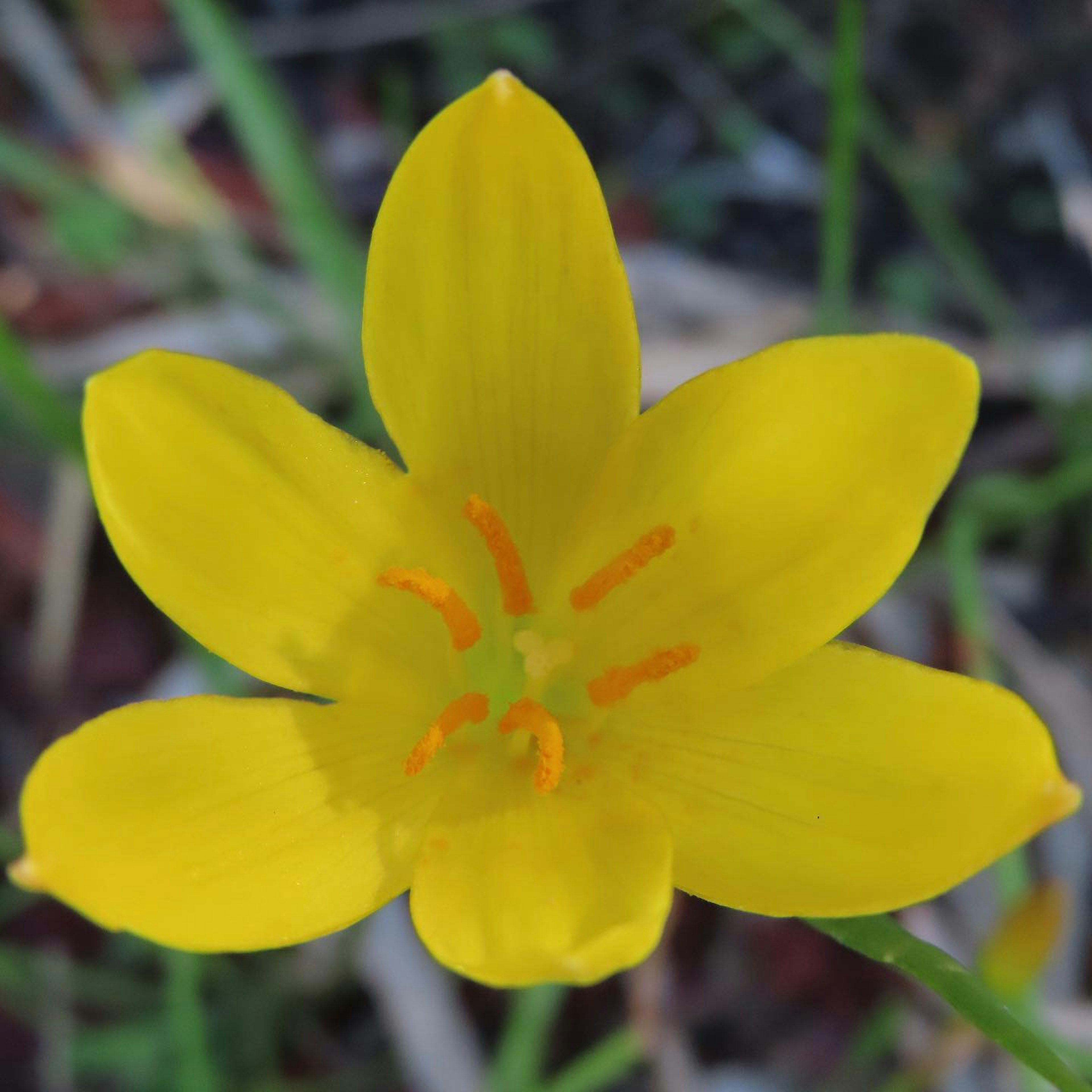 Helle gelbe Blume blüht vor grünem Hintergrund