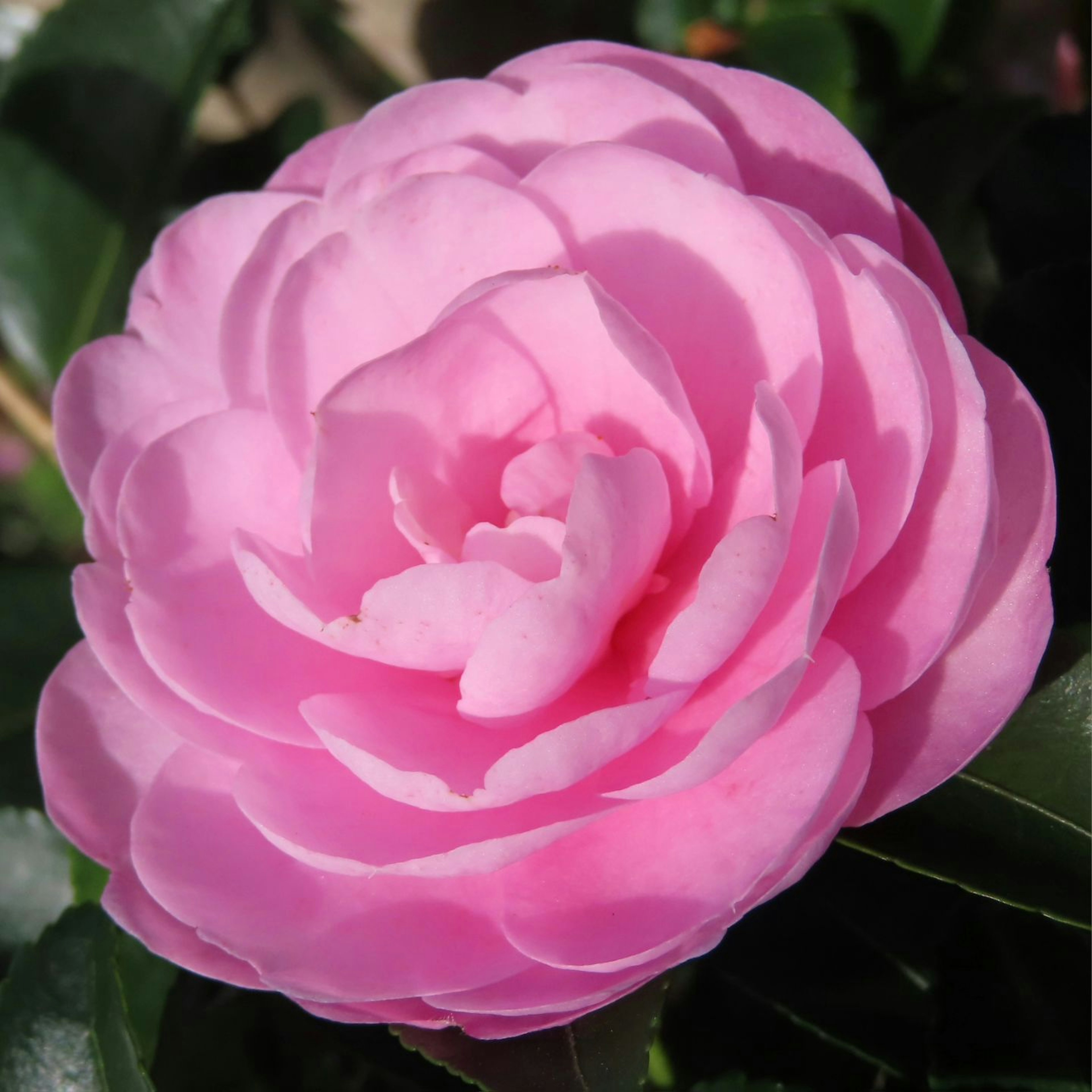 Une belle fleur de camélia rose fleurissant parmi les feuilles