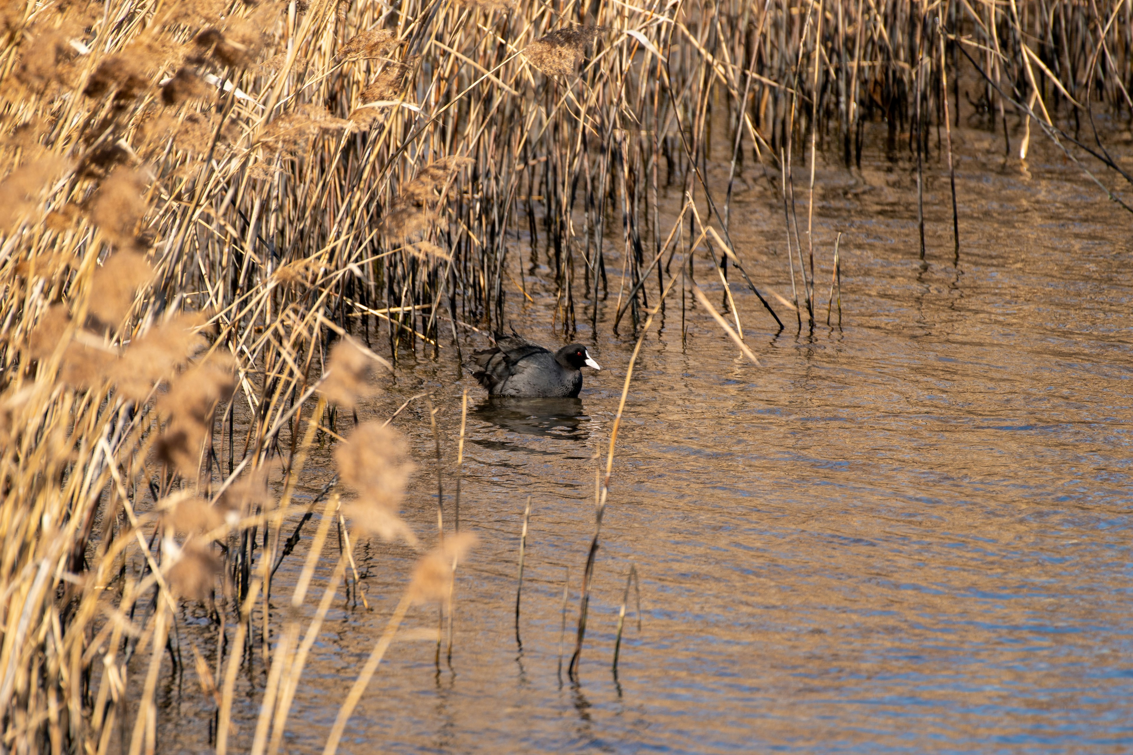 Un oiseau partiellement immergé dans l'eau entouré de grandes herbes