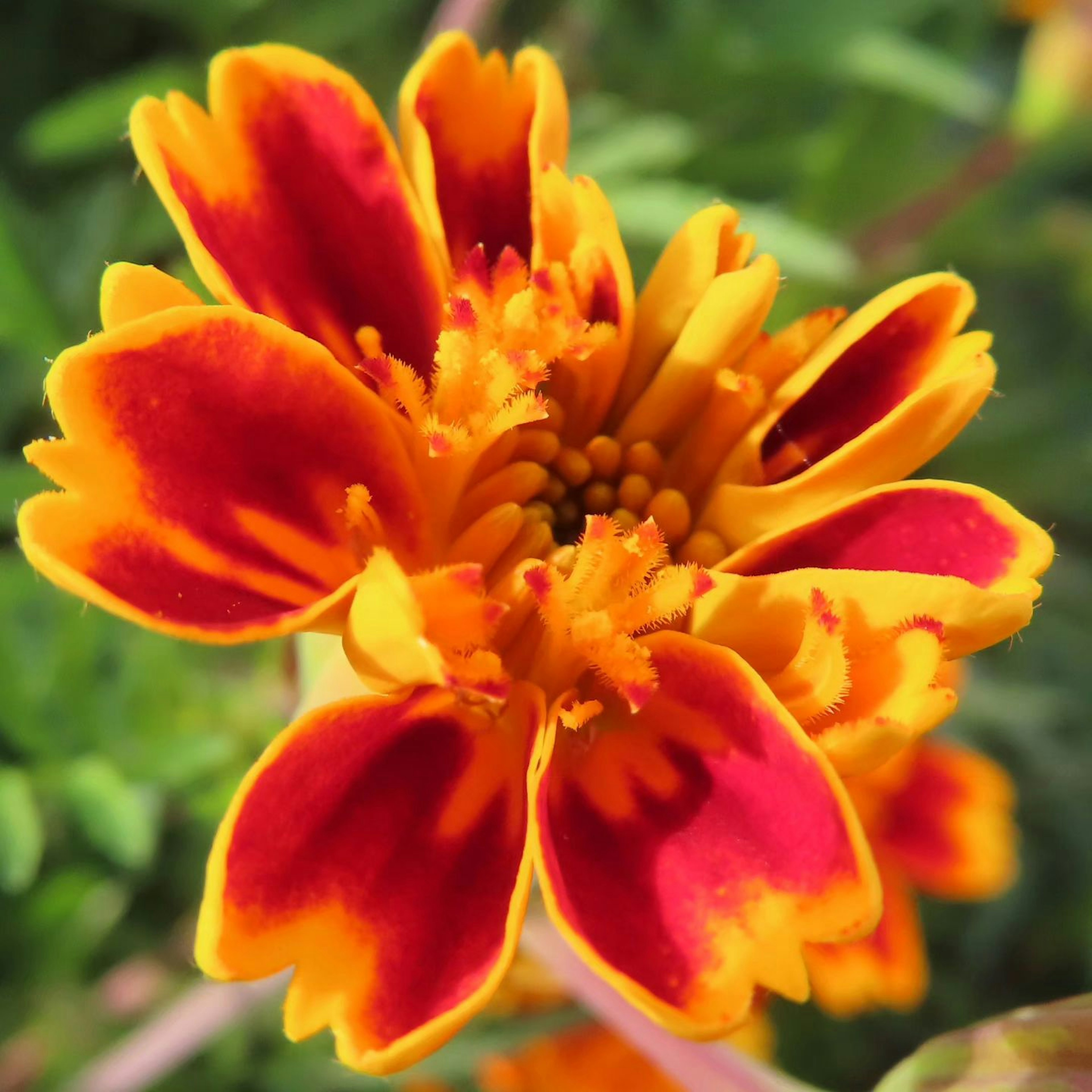 Acercamiento a una flor vibrante con pétalos rojos y naranjas