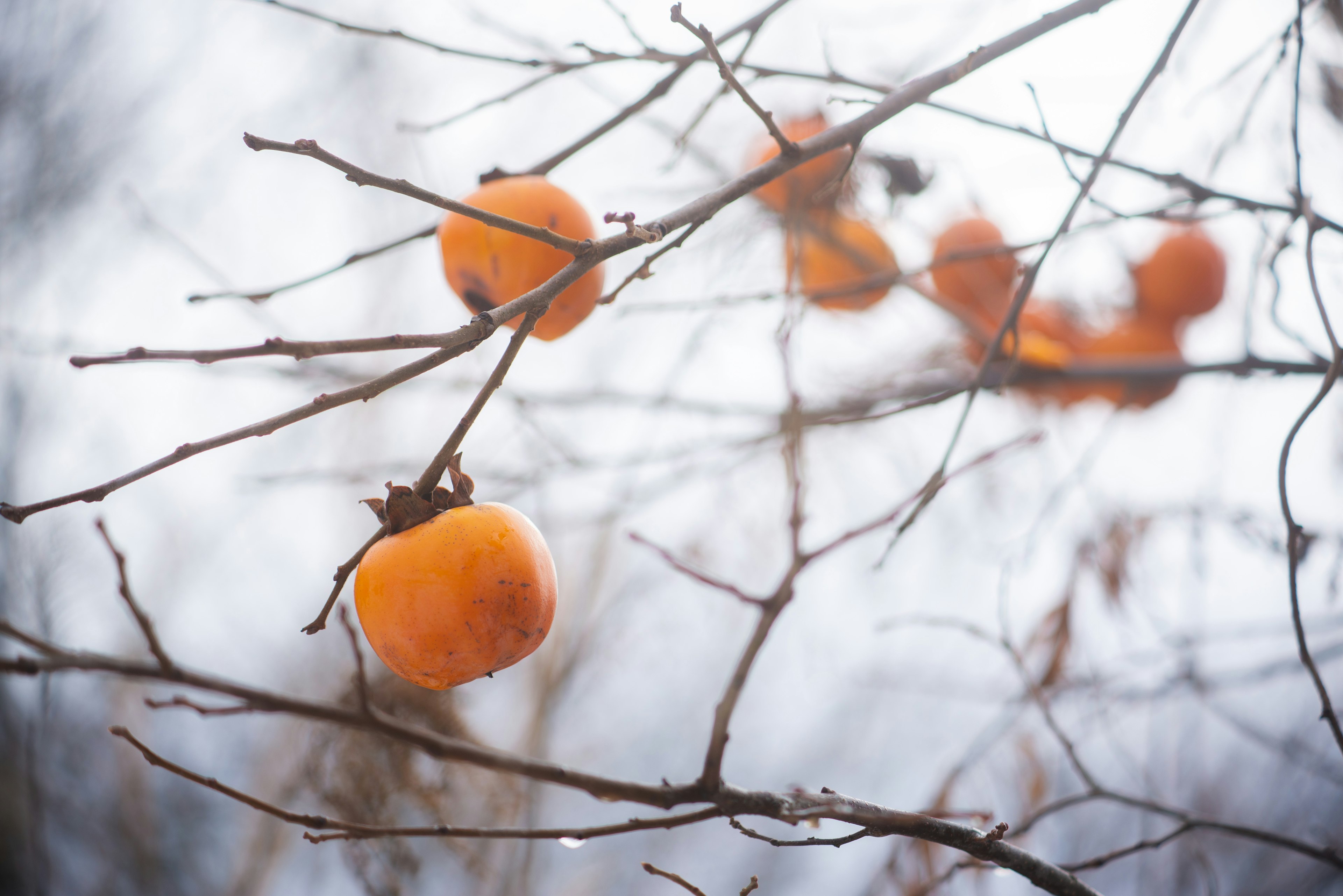 Orangefarbene Persimonen hängen an kahlen Ästen im Winter