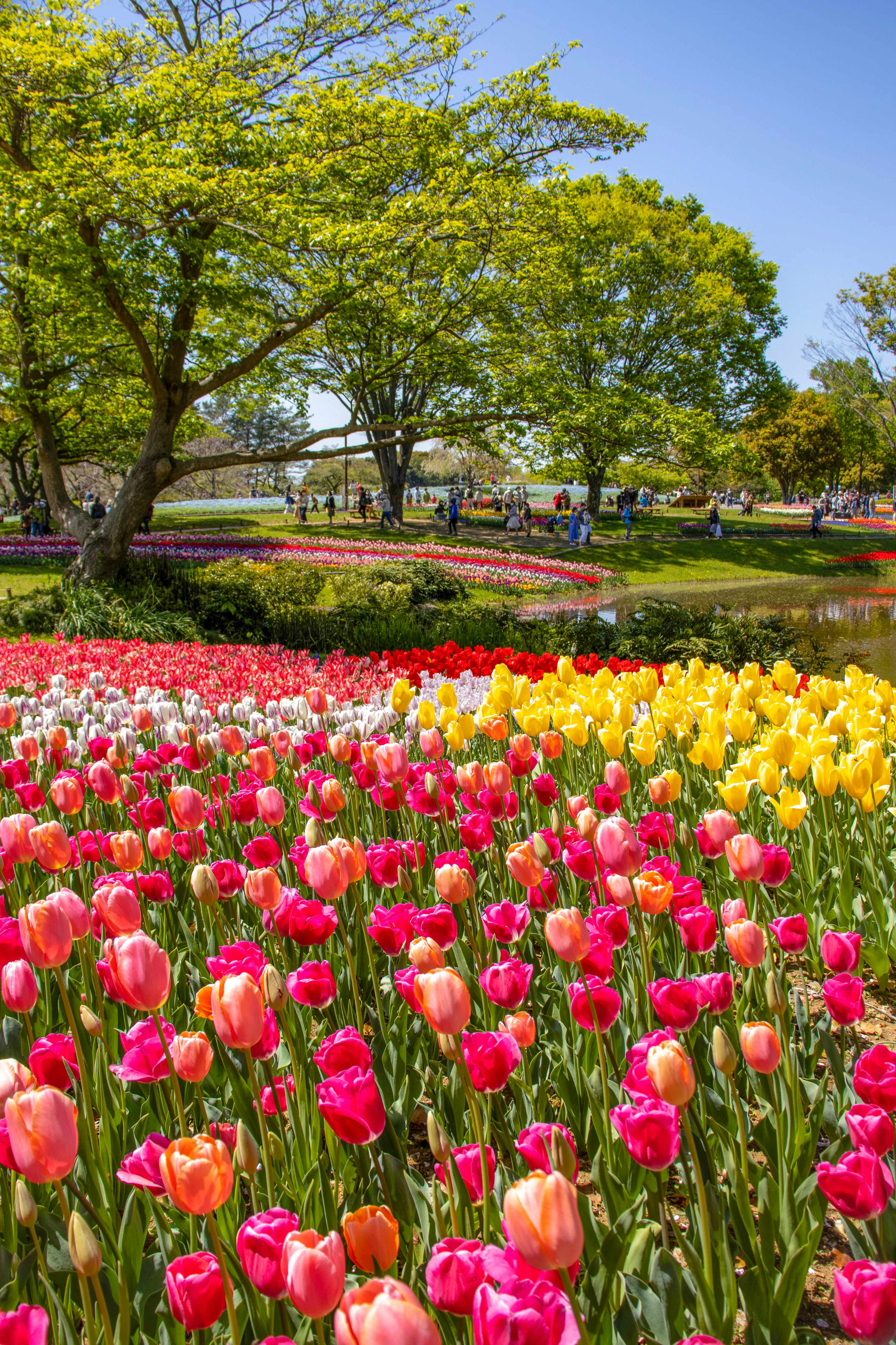 Jardín de tulipanes coloridos en un parque con árboles y cielo azul