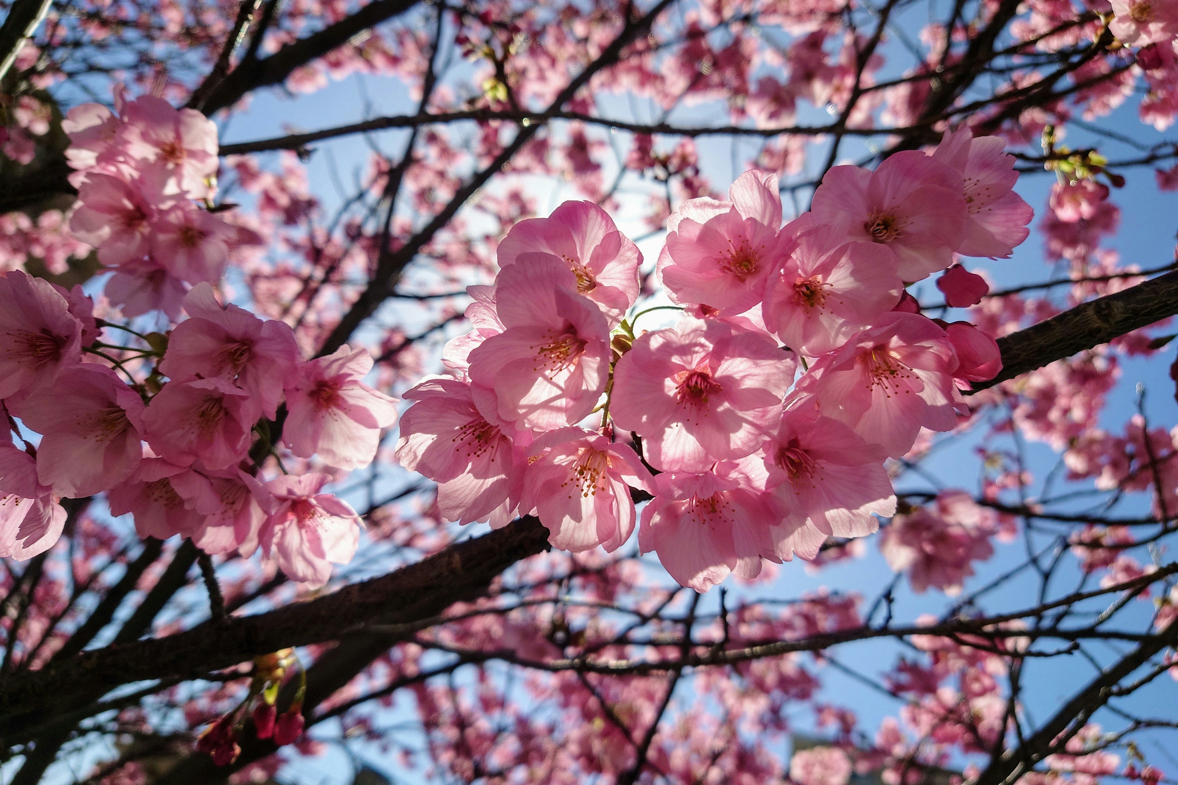 Flores de cerezo rosa claro floreciendo bajo un cielo azul