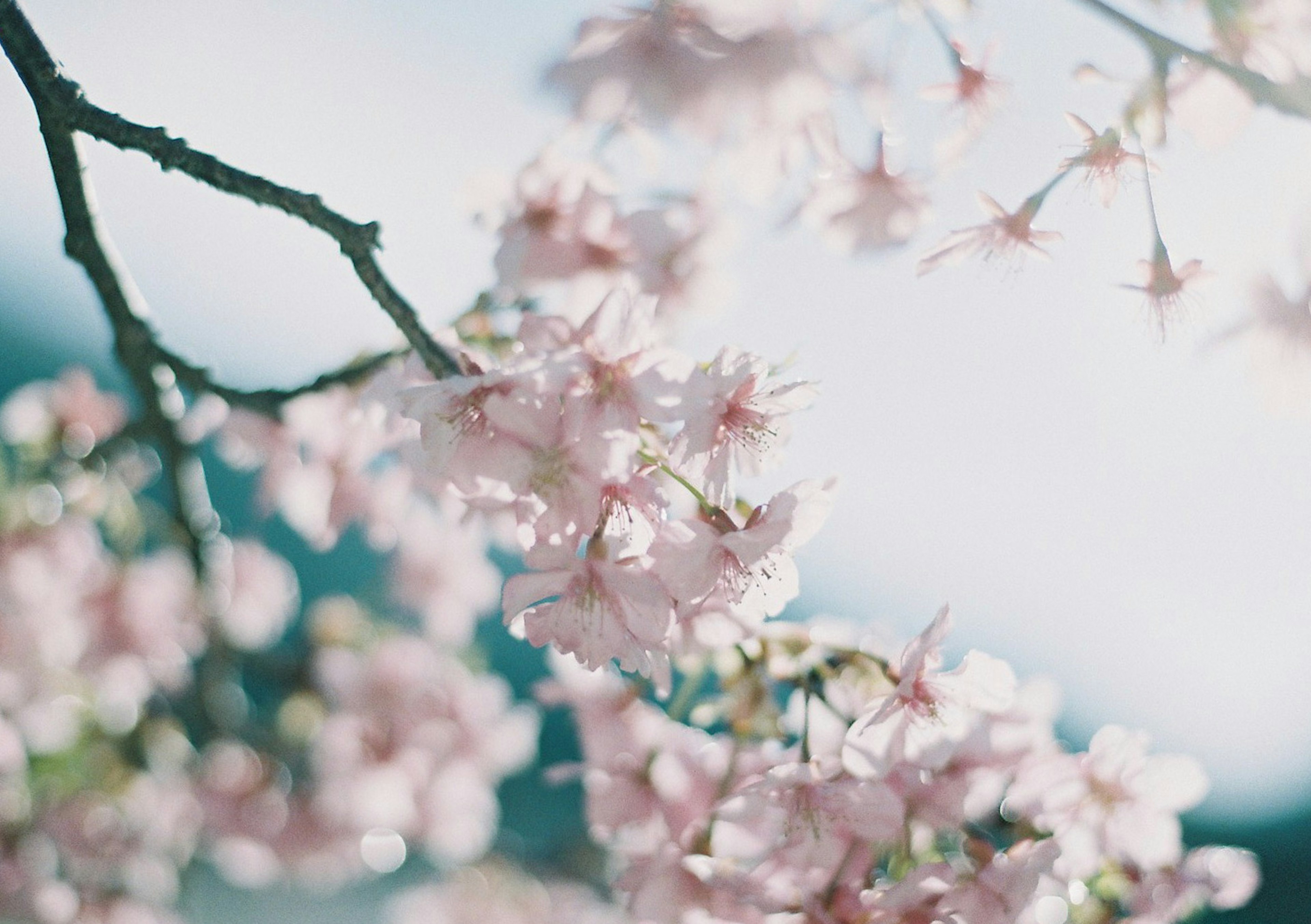 Gros plan sur des branches de cerisier avec des fleurs roses pâles