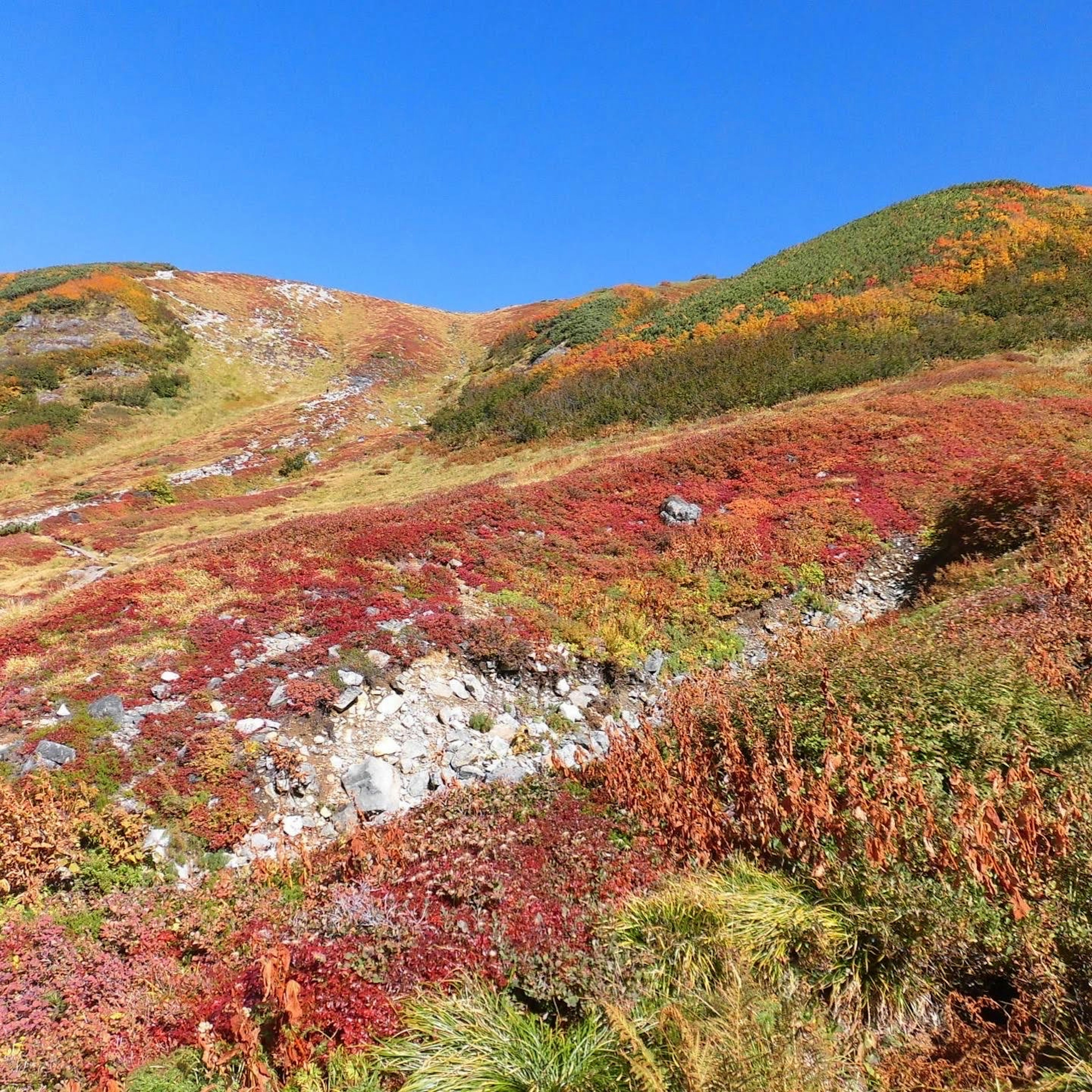 美しい紅葉の風景 青空の下 赤やオレンジの草原と緑の丘