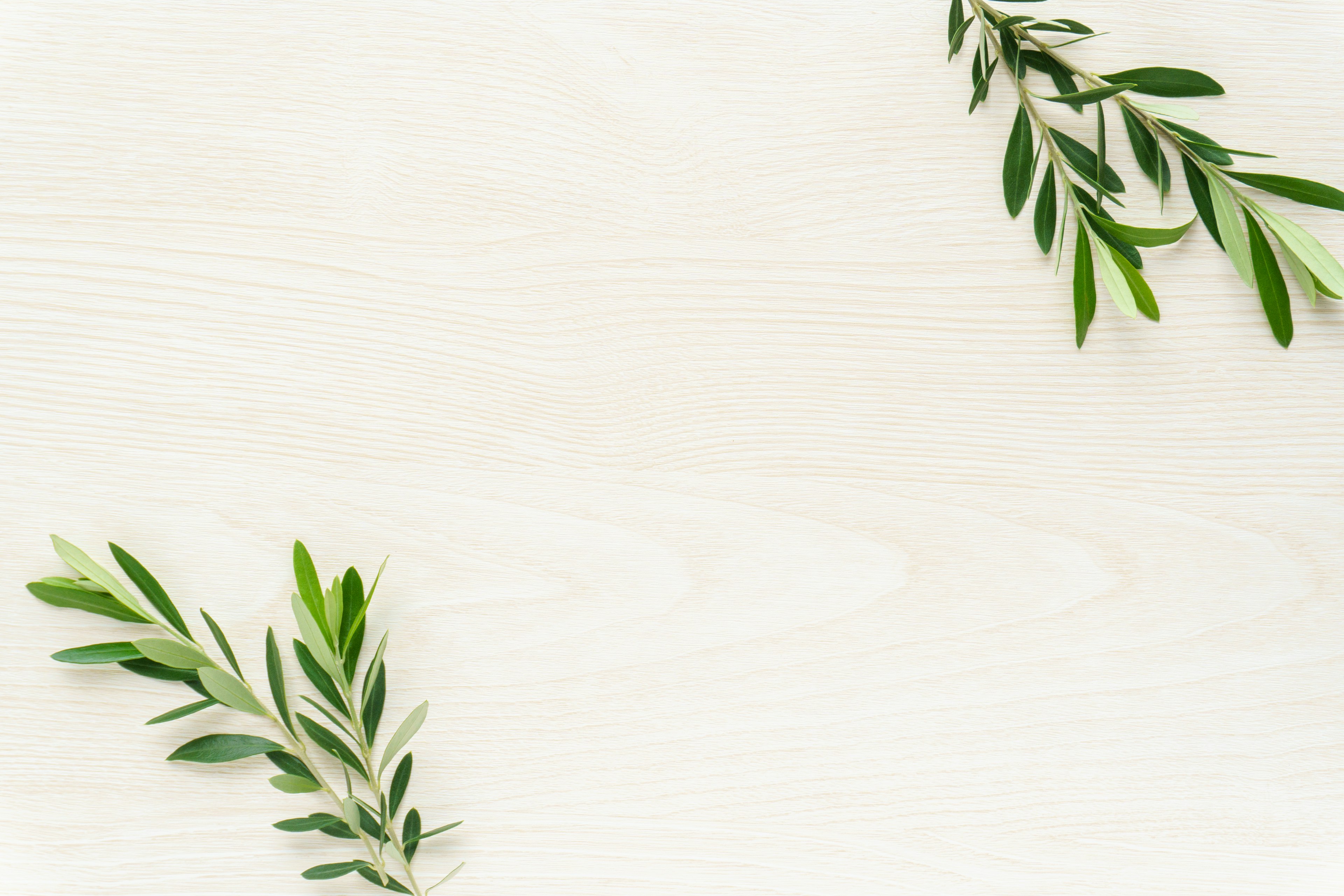 Feuilles d'olivier disposées sur une table en bois blanc