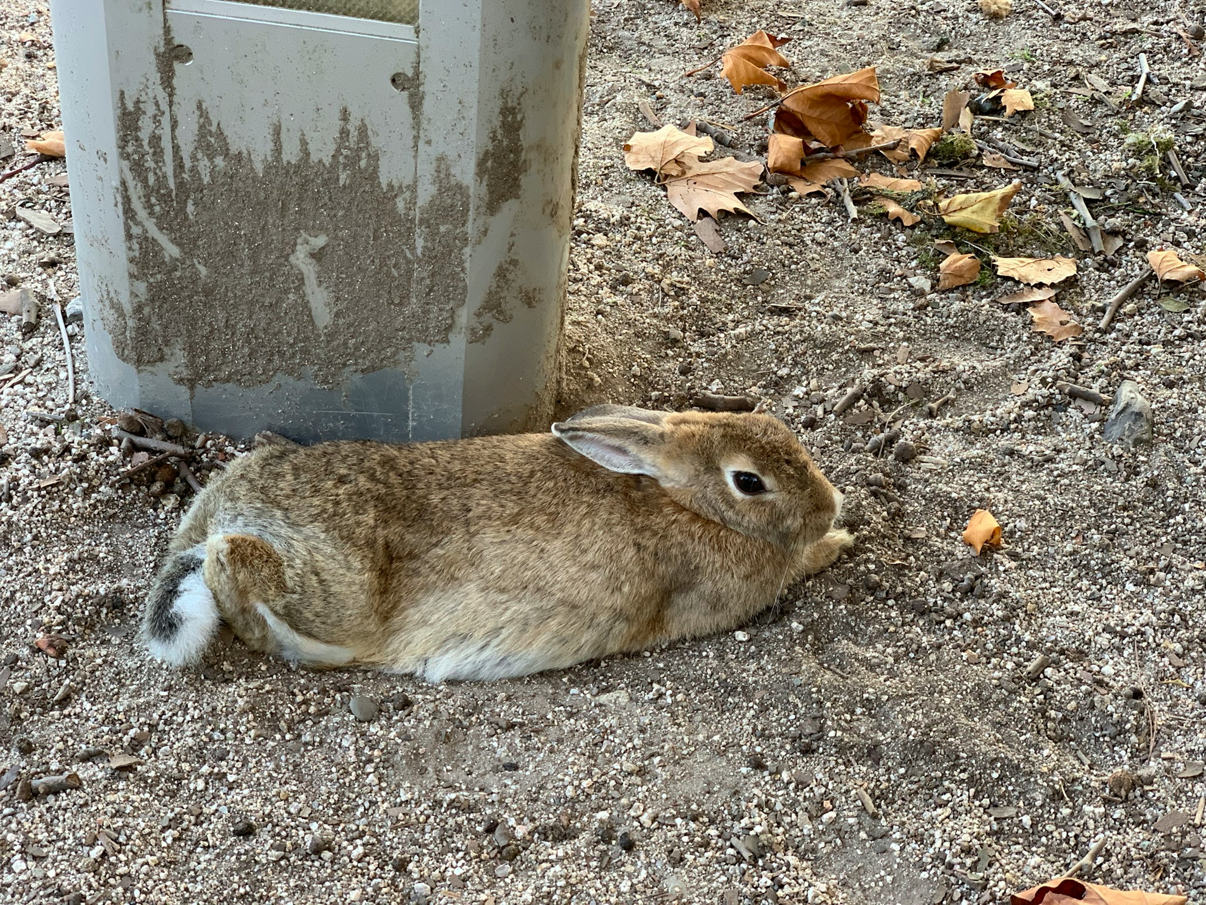 Un petit lapin se reposant à côté d'un poteau sur le sol