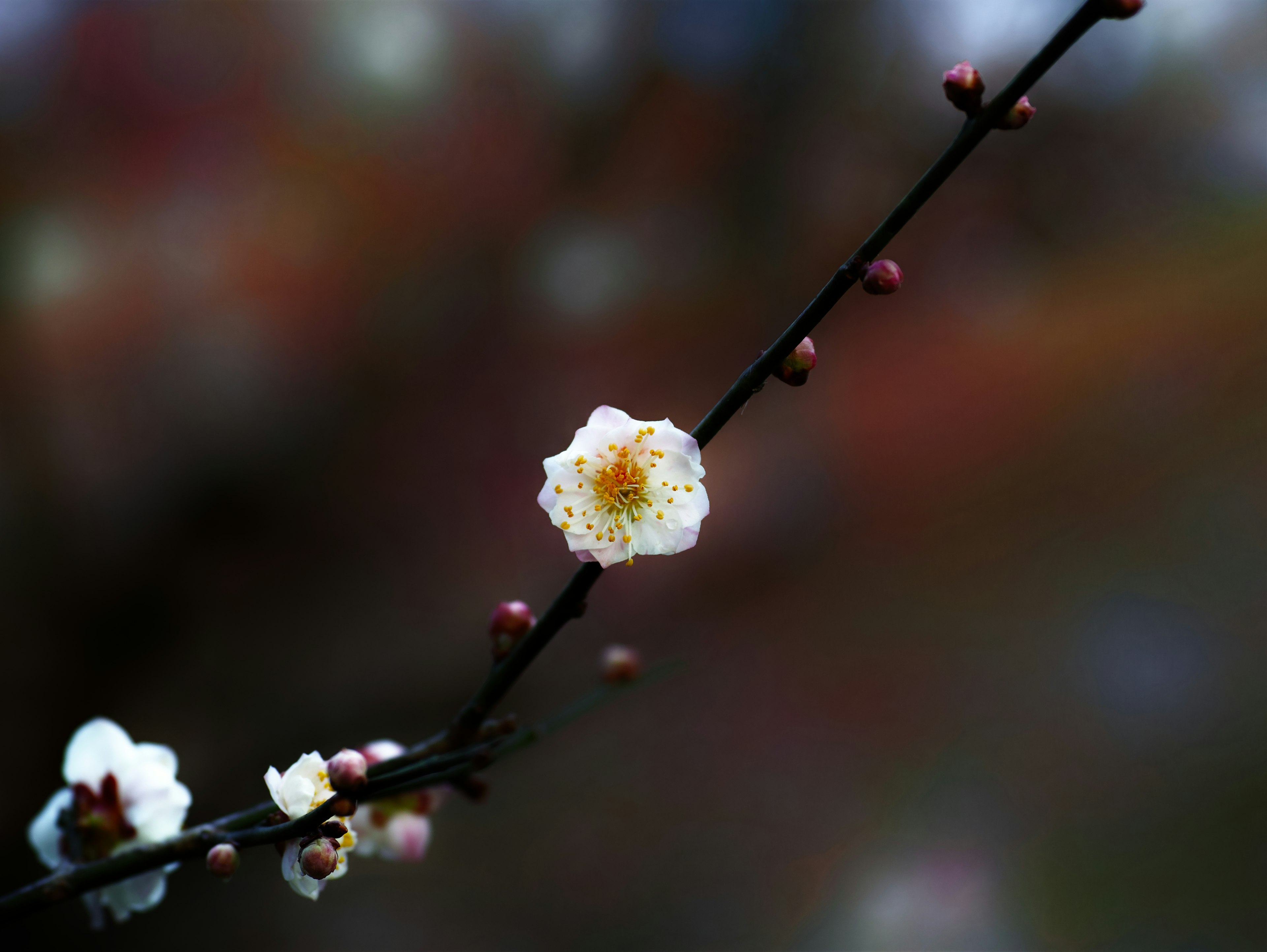 梅花枝條的特寫，帶有白色花朵和花蕾