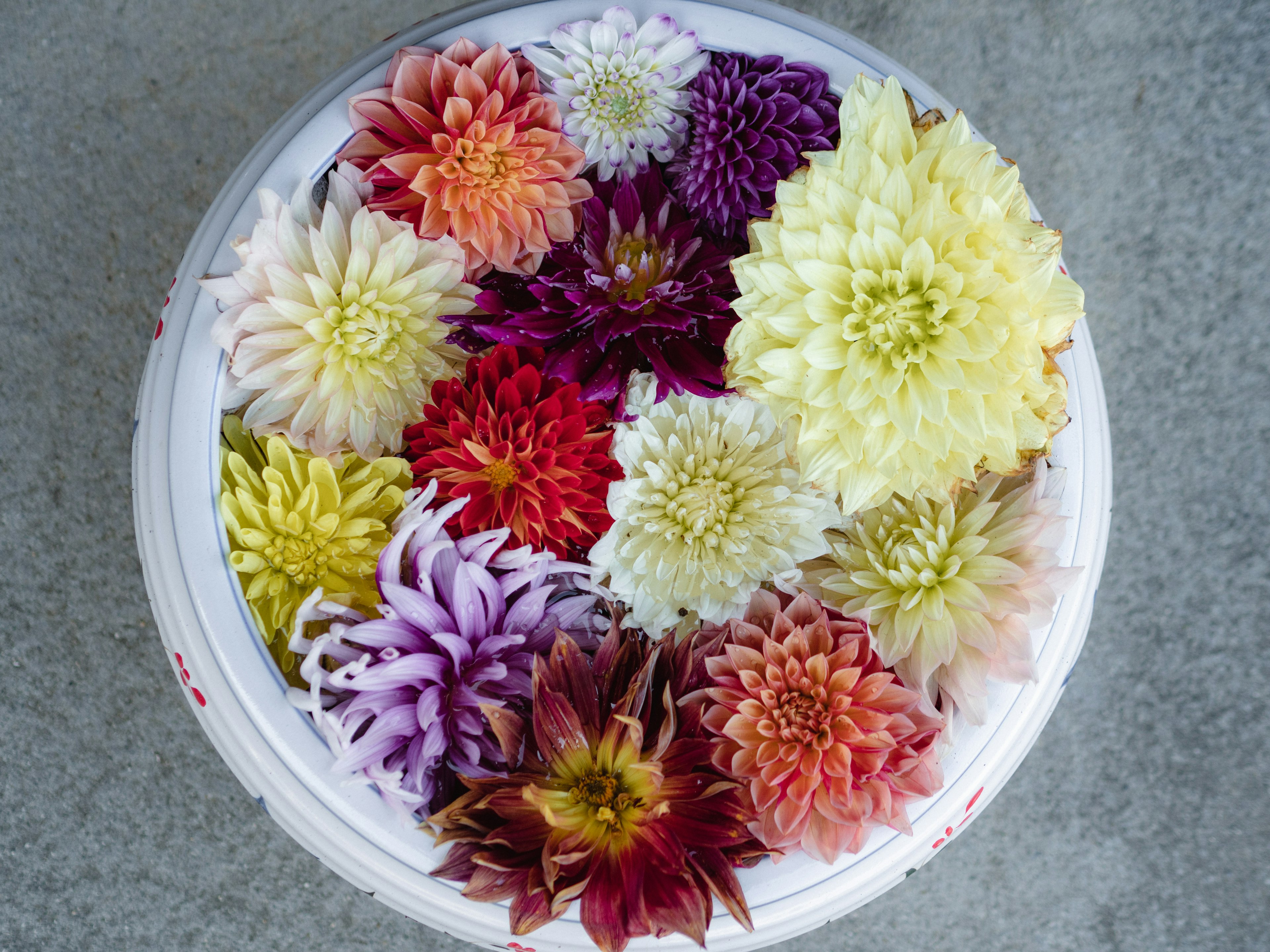 Un seau blanc rempli de dahlias colorés