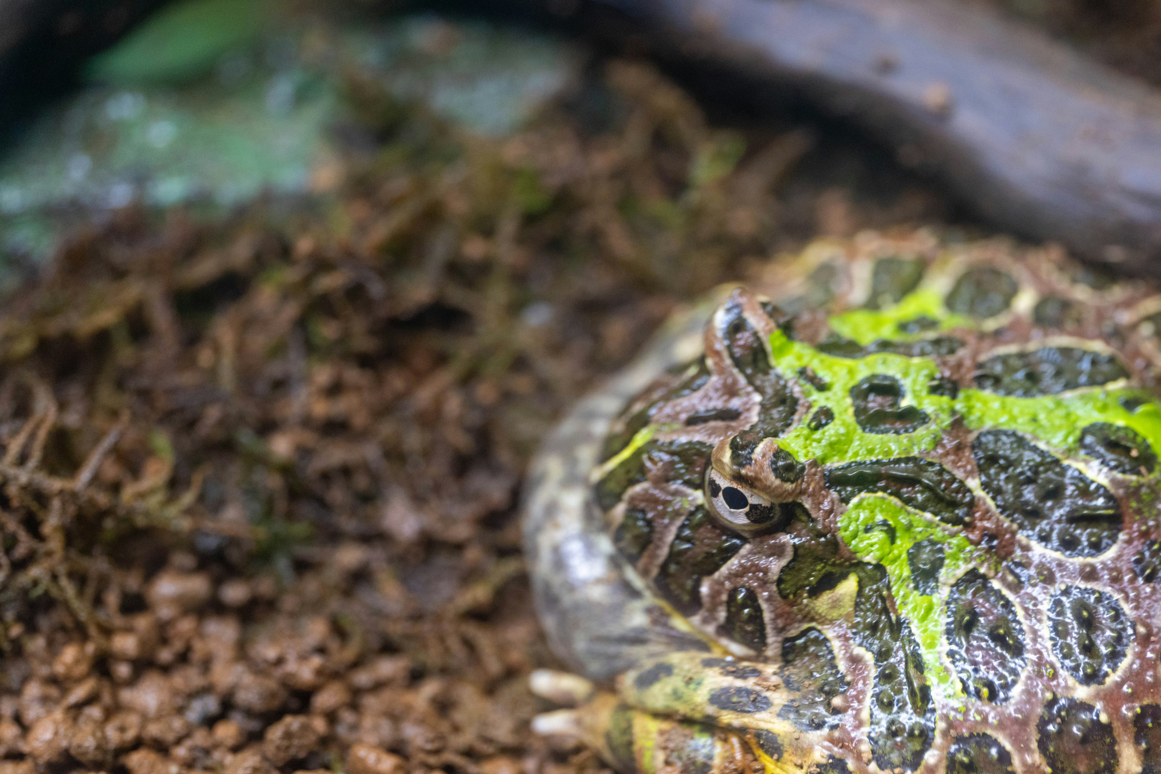 Acercamiento de una rana con manchas verdes y negras