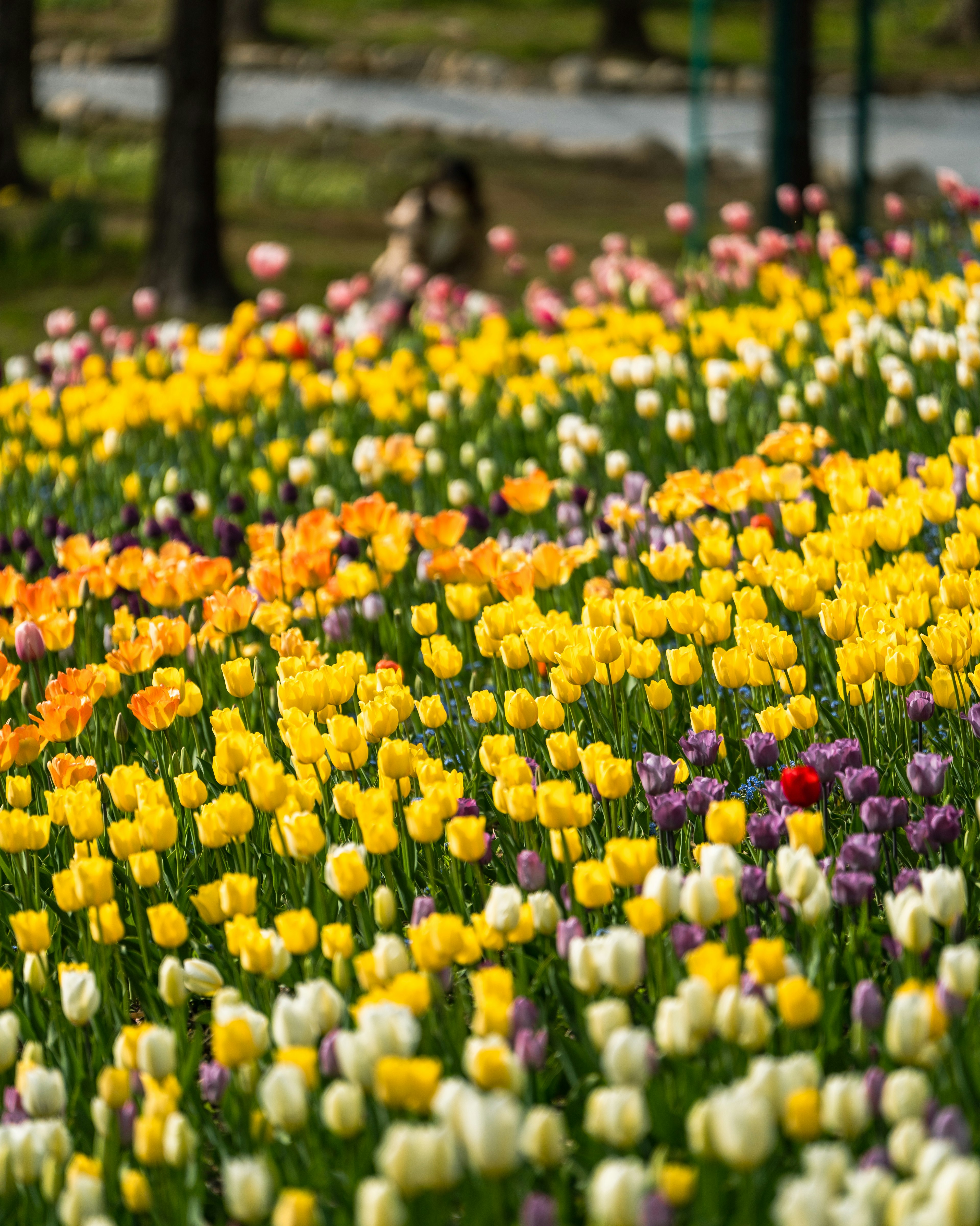 ทุ่งดอกทิวลิปที่มีสีสันสดใสและคนอยู่ในพื้นหลัง