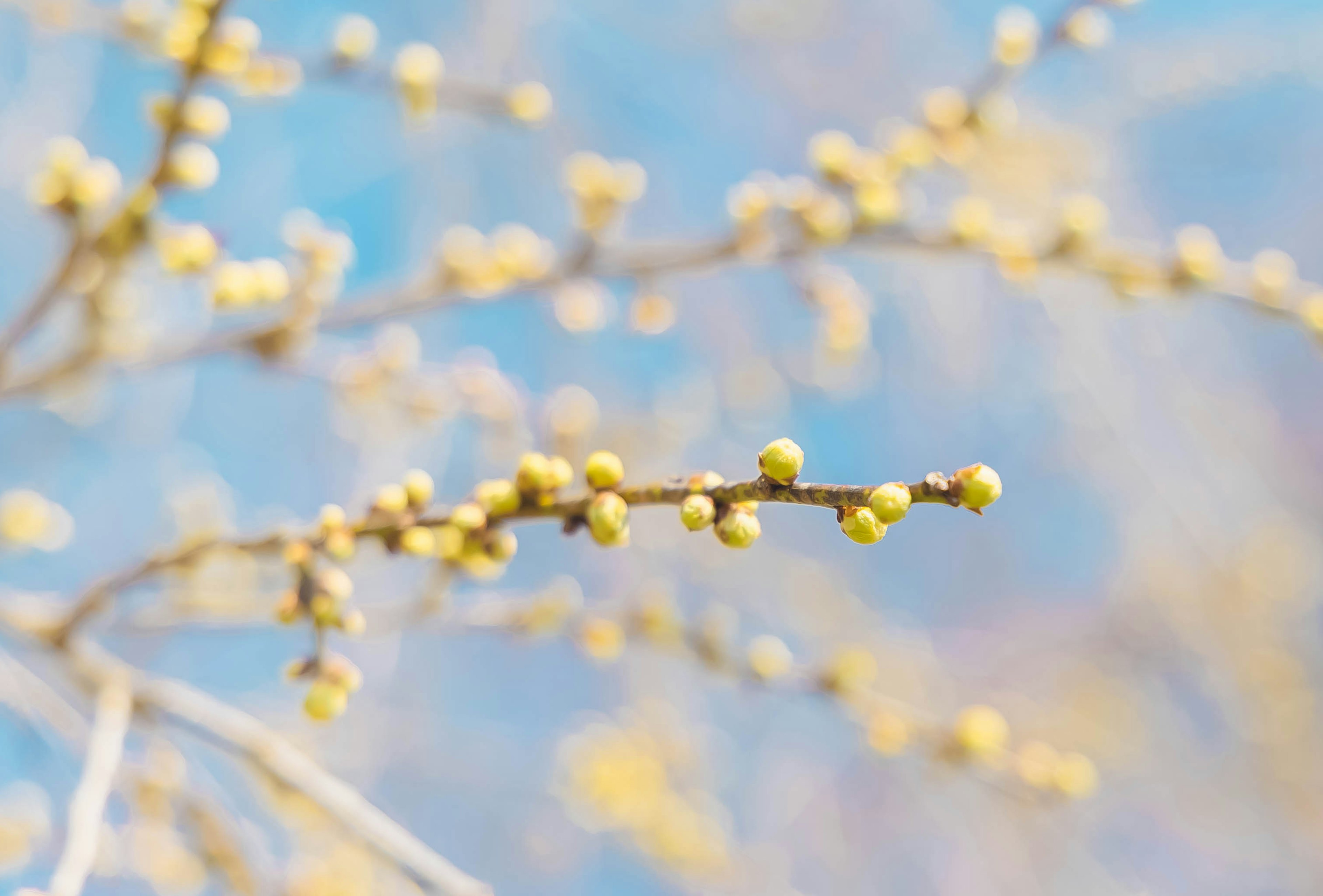 A branch with yellow buds against a soft blue background