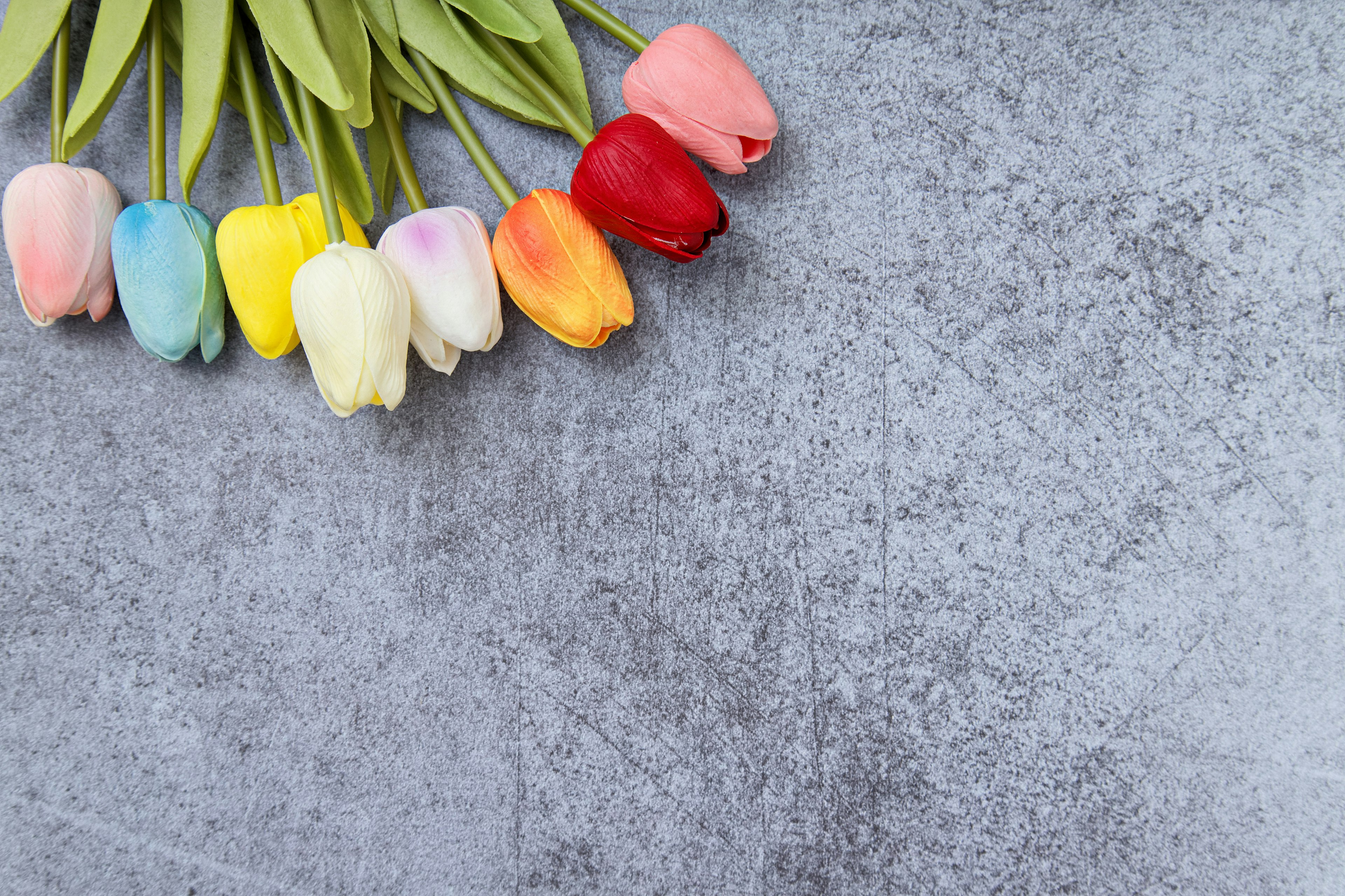 Colorful tulips arranged on a gray background