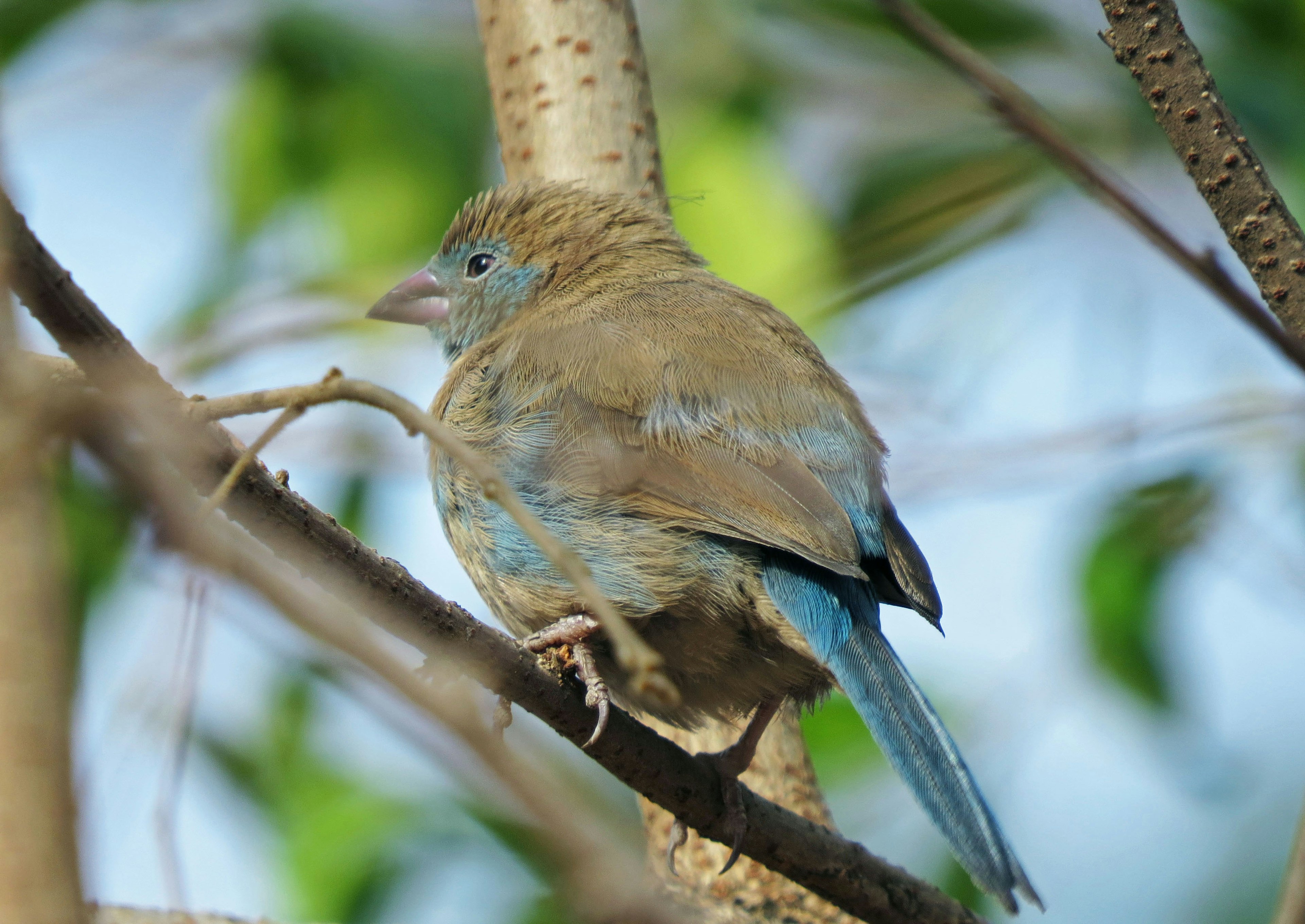 青い尾を持つ小さな鳥が木の枝に止まっている