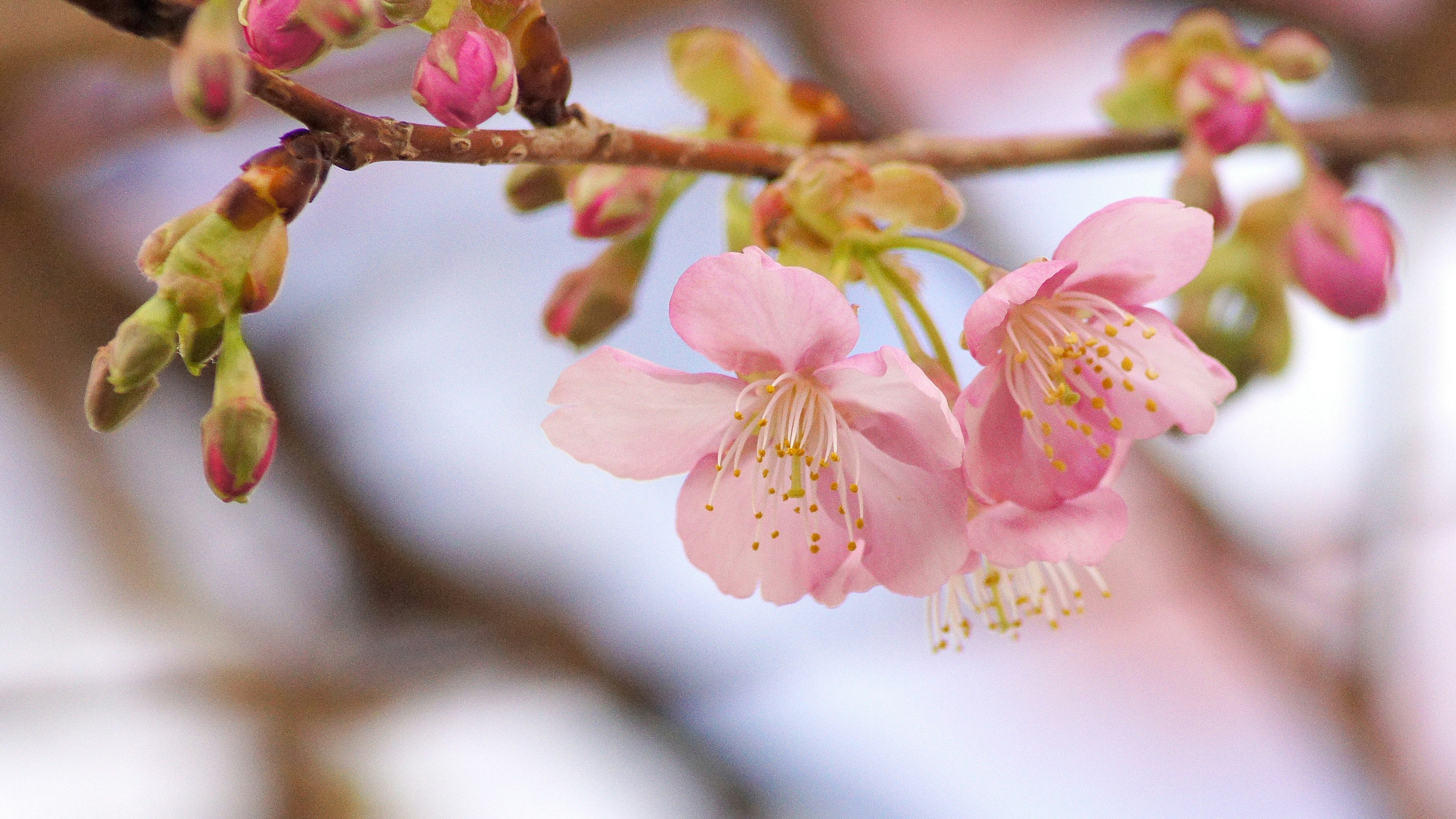 Nahaufnahme von Kirschblütenzweigen mit rosa Blütenblättern und Knospen