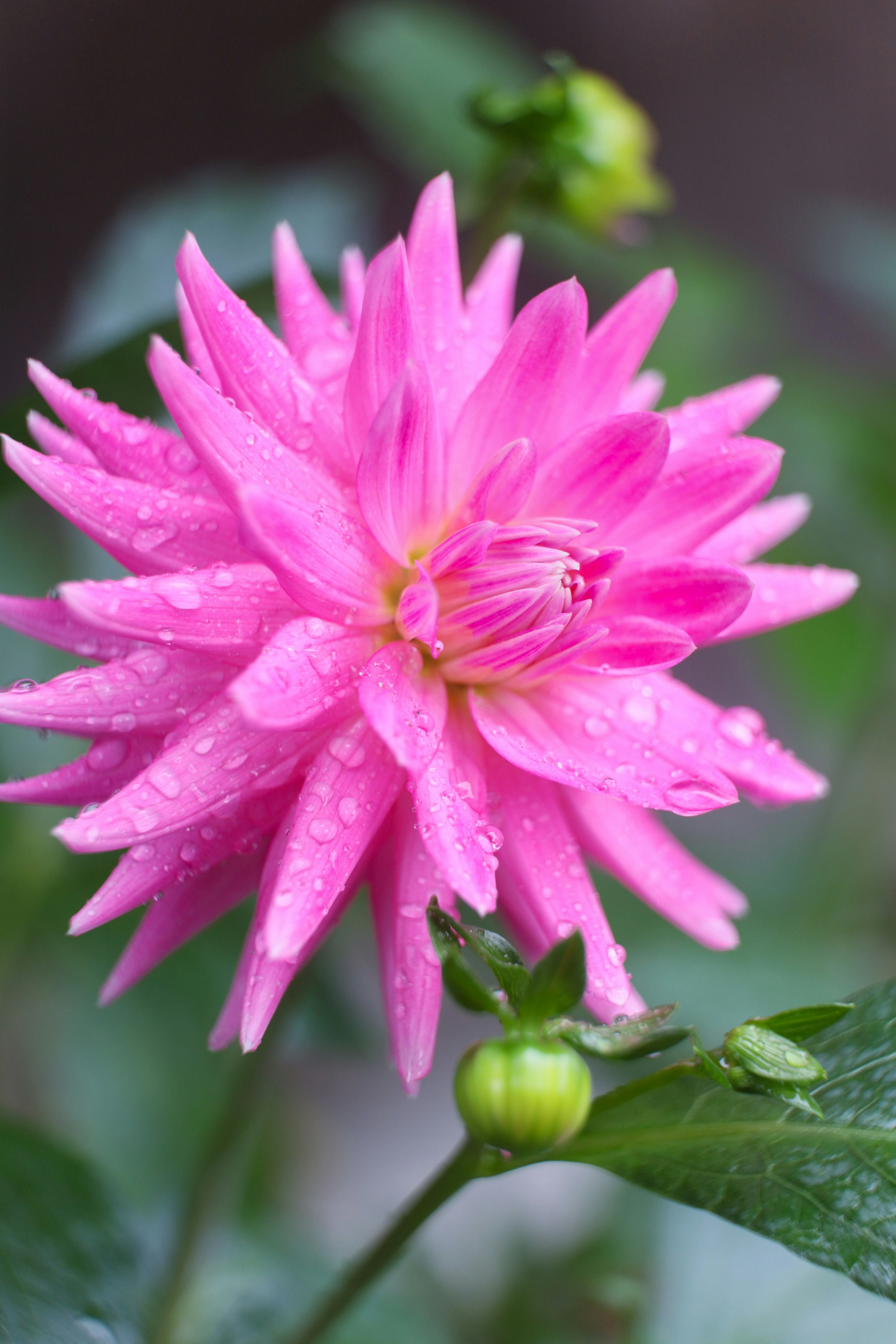 Vibrant pink lotus flower with water droplets and buds