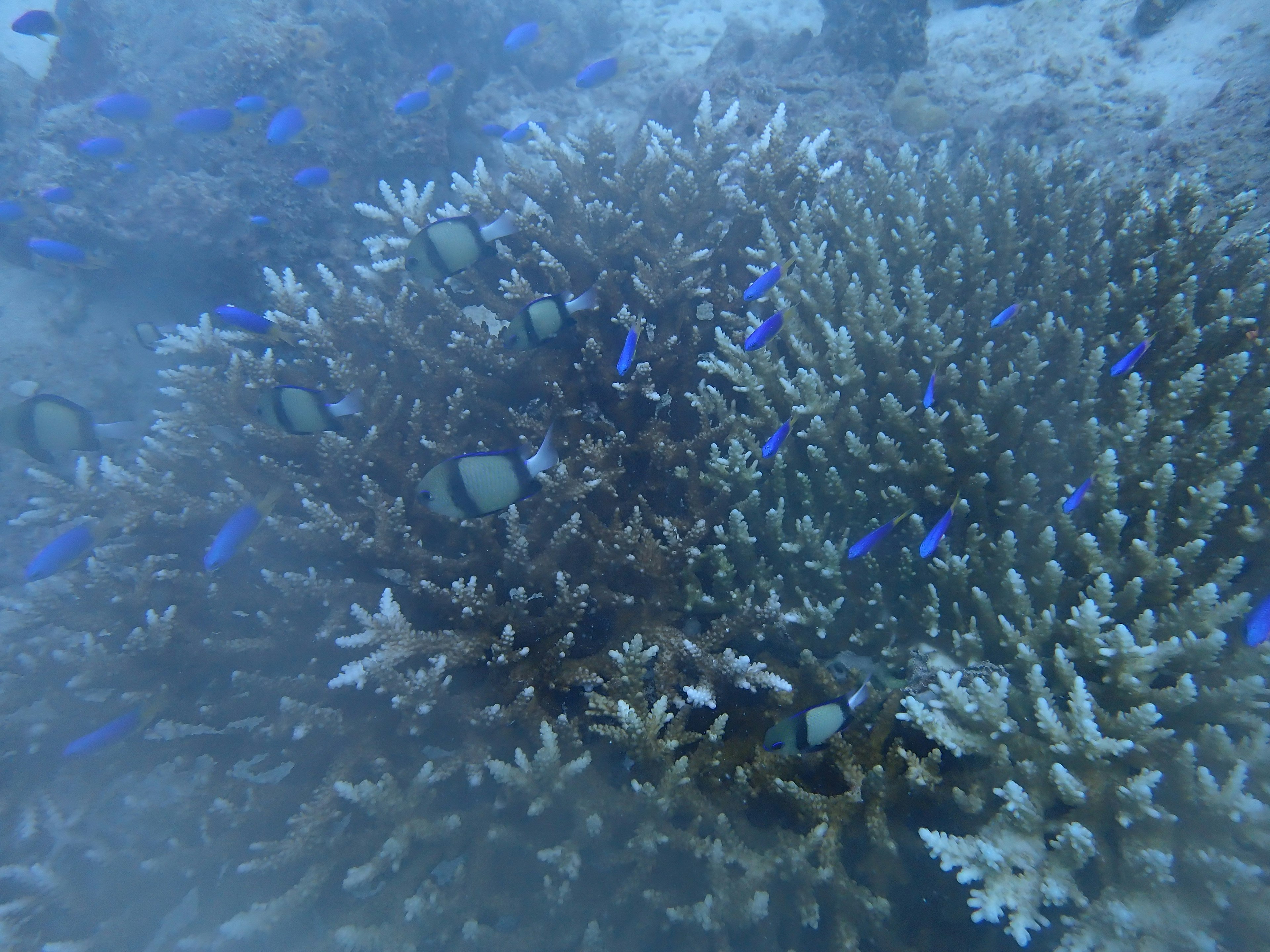 Pemandangan bawah laut terumbu karang dengan ikan biru yang berenang