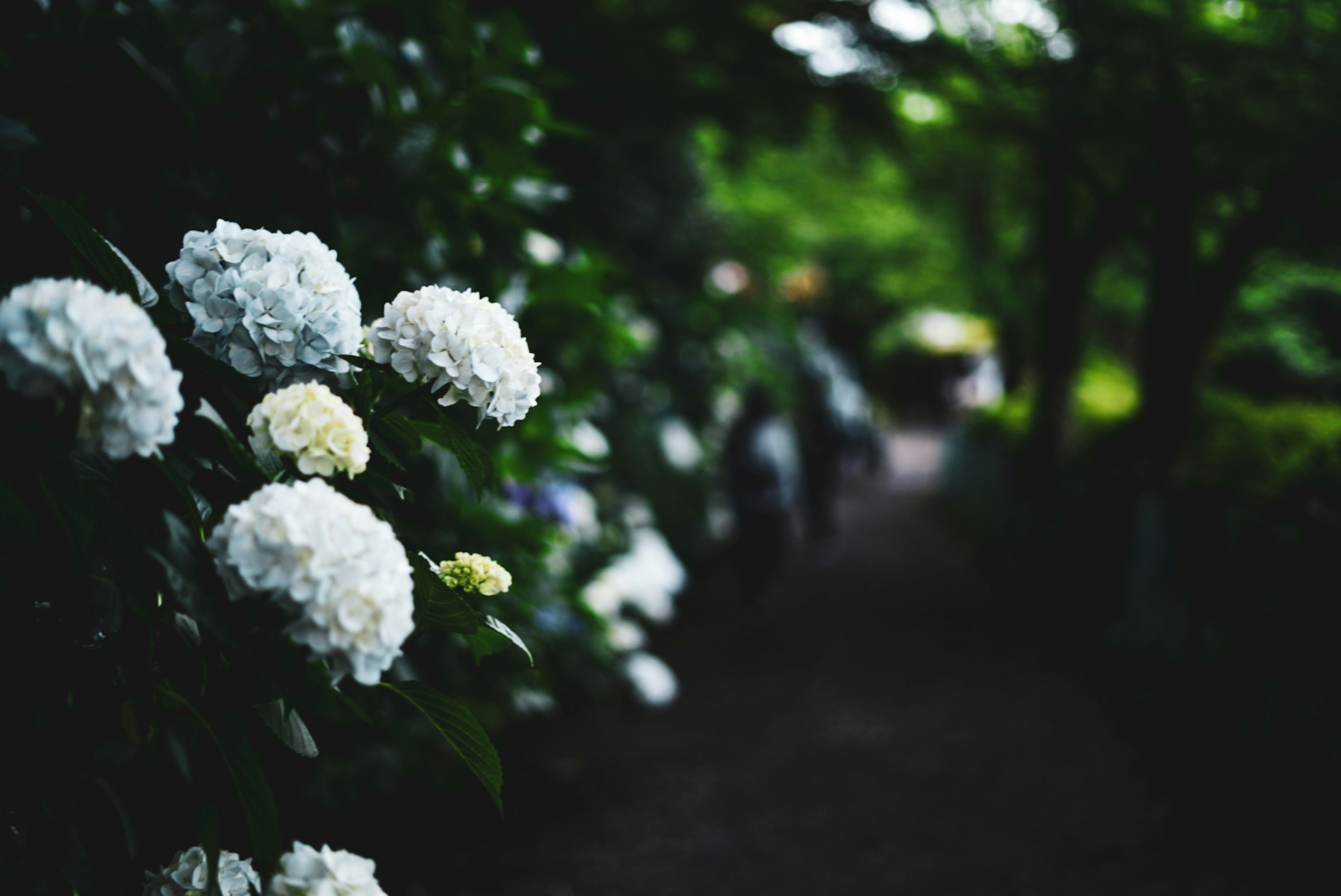 Fleurs d'hortensia blanches fleurissant sur un fond vert luxuriant