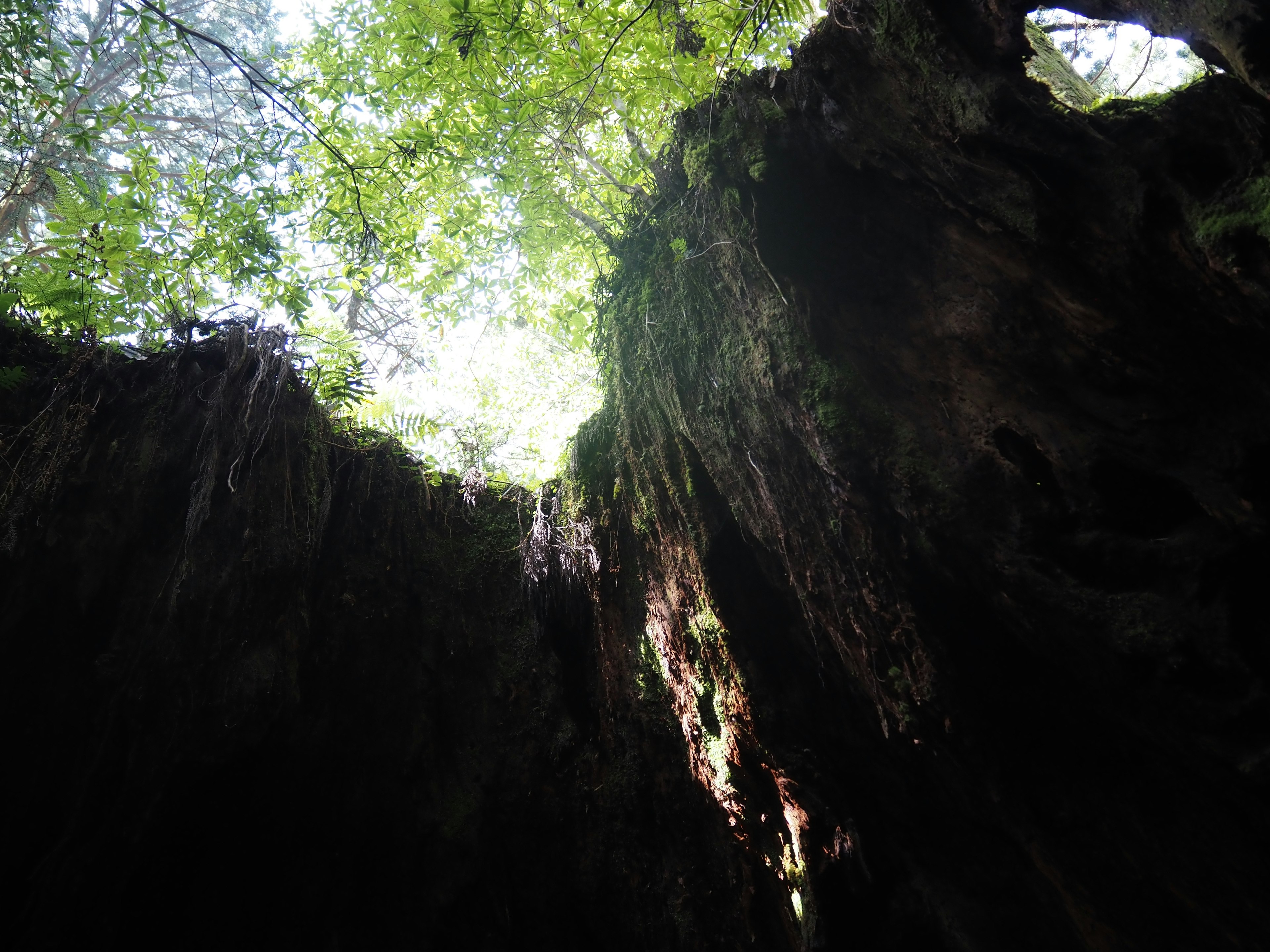 Interior view of a cave with light streaming through trees above