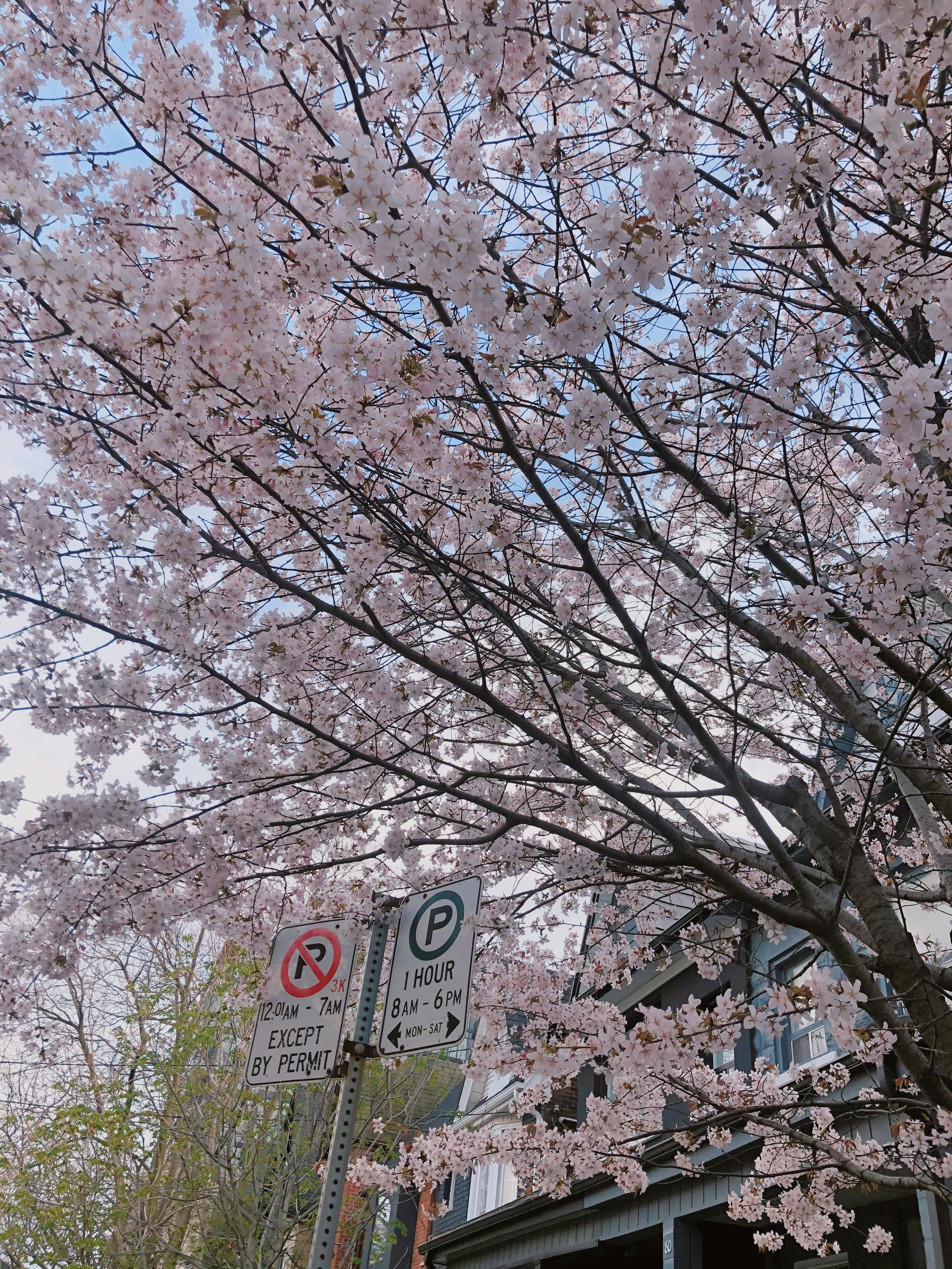 Zweige eines blühenden Kirschbaums mit rosa Blüten und Parkschildern im Hintergrund