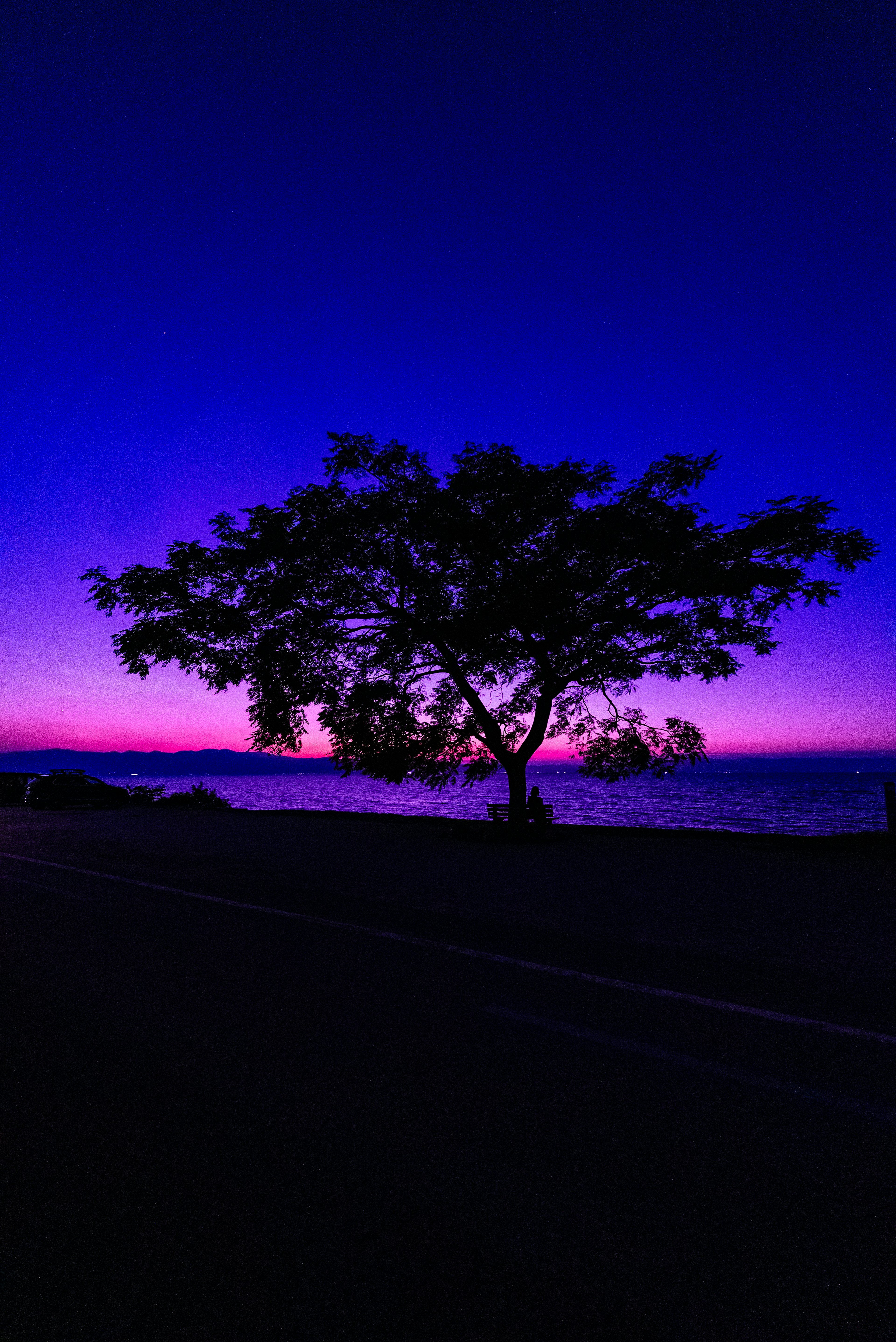 Silueta de un árbol contra un cielo crepuscular y el océano