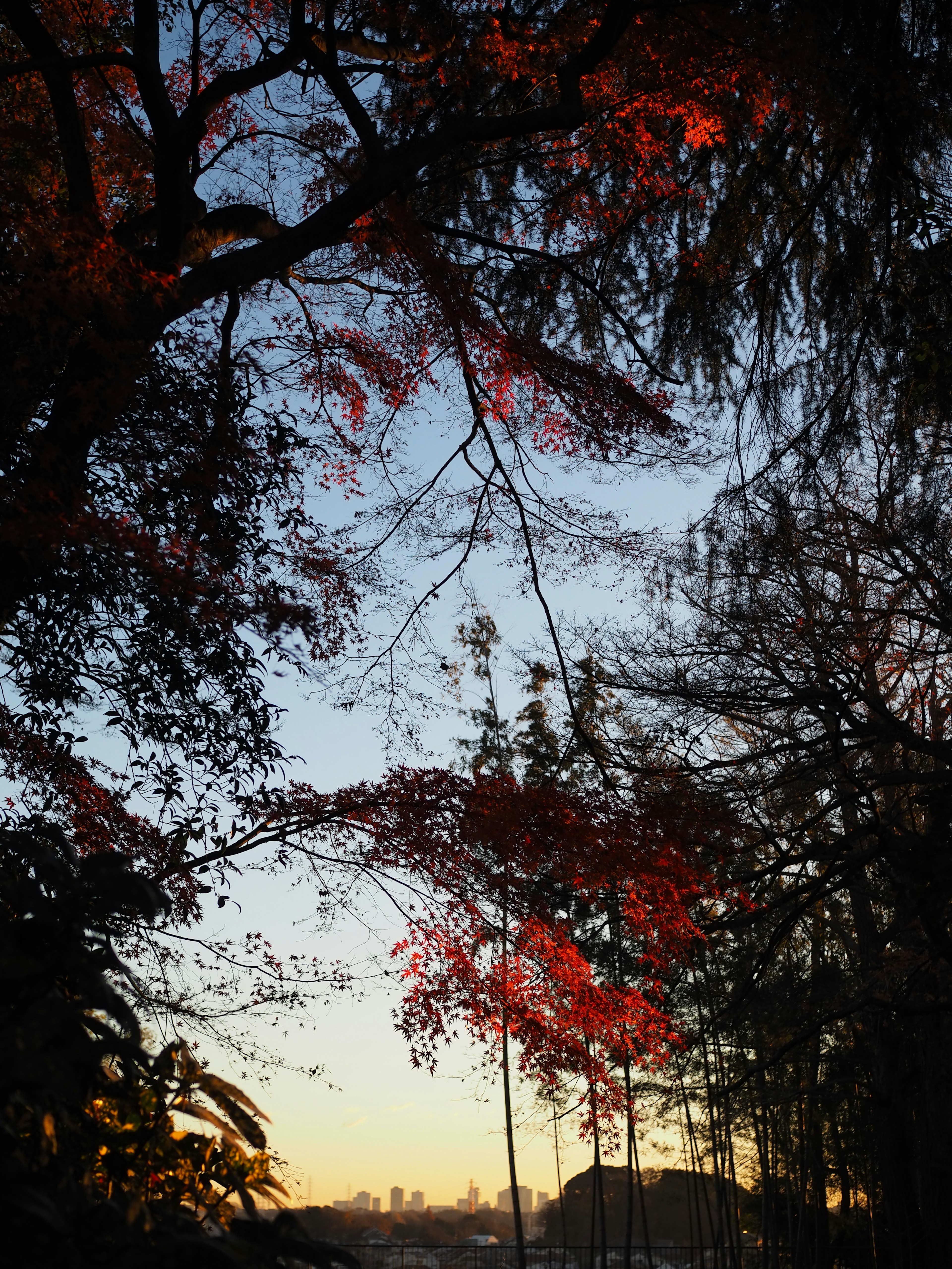 Silhouette di alberi con foglie rosse contro un tramonto