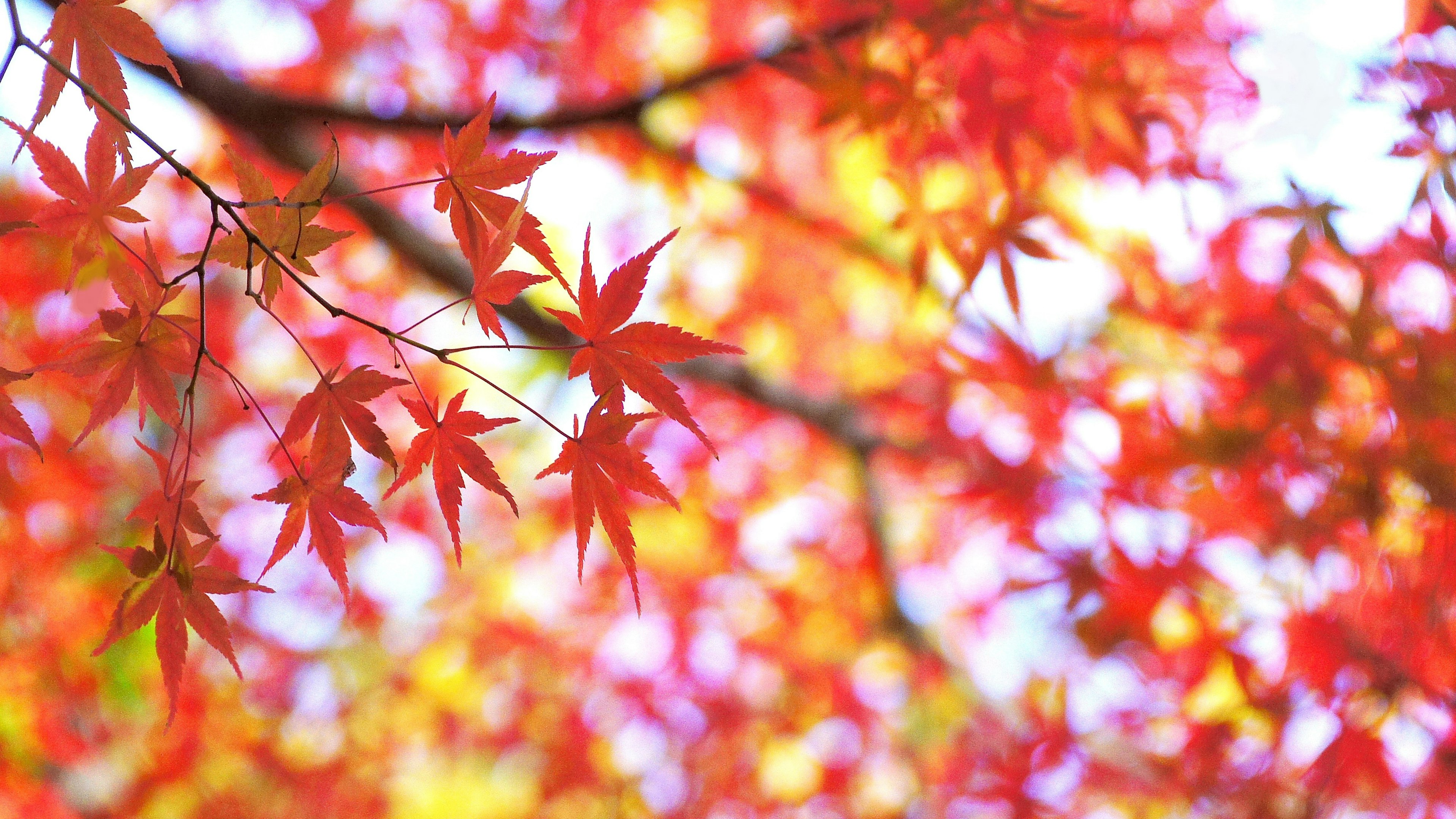 Daun maple merah dan kuning yang cerah bersinar dalam pemandangan musim gugur