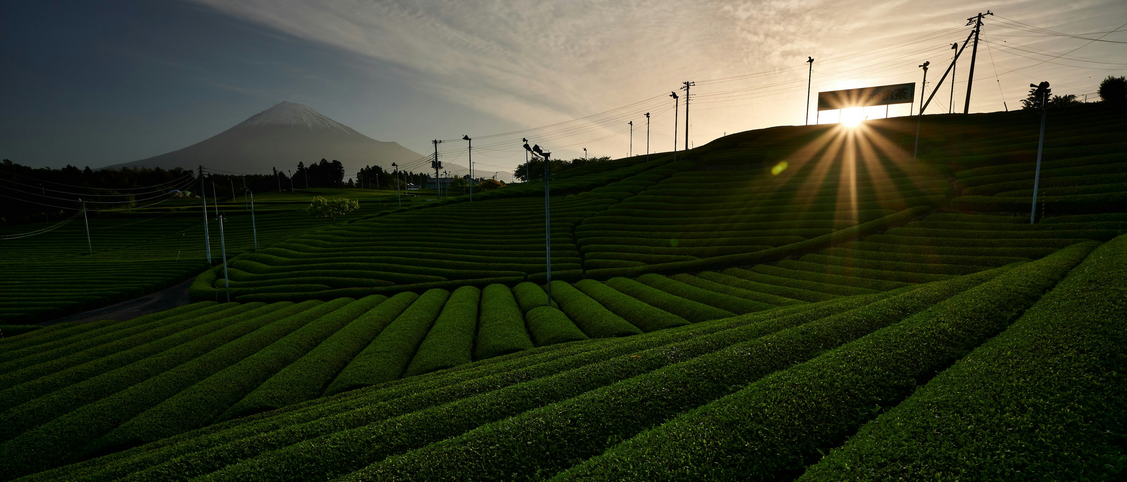 Green tea fields with Mount Fuji in the background and sunset