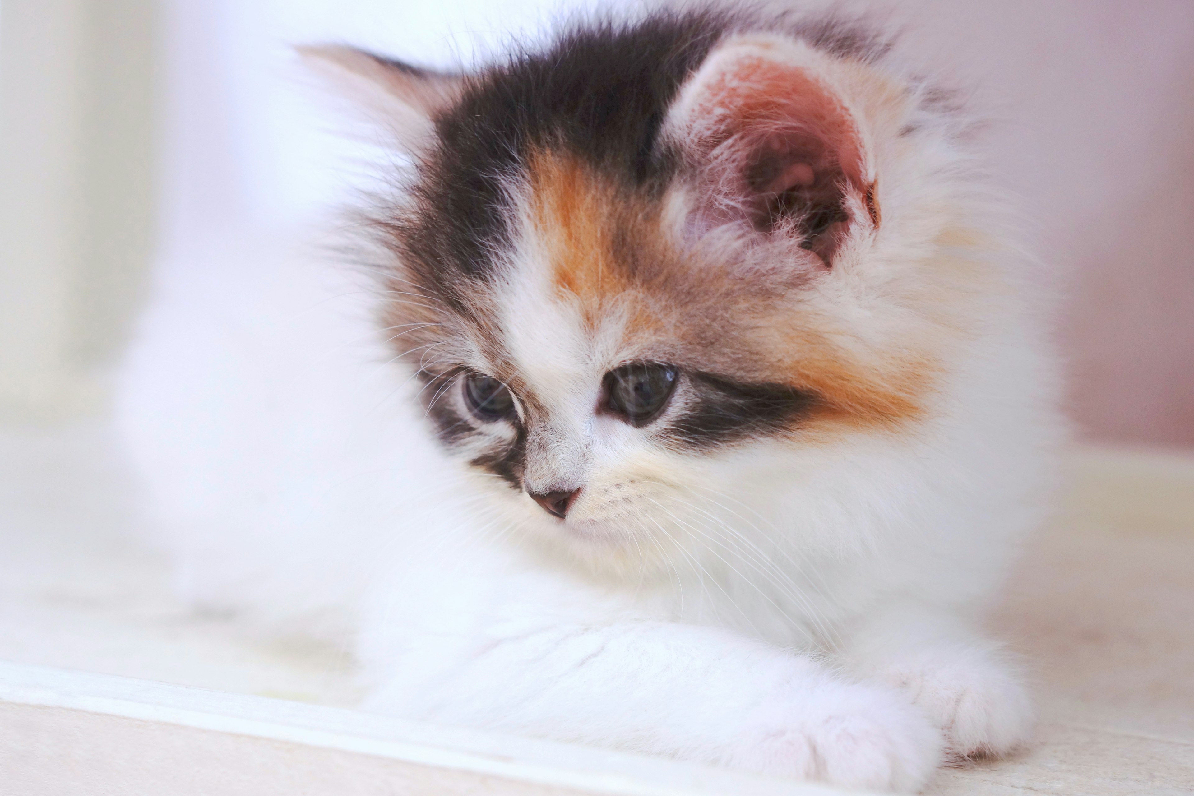 A small kitten with white, black, and orange fur lying down looking ahead