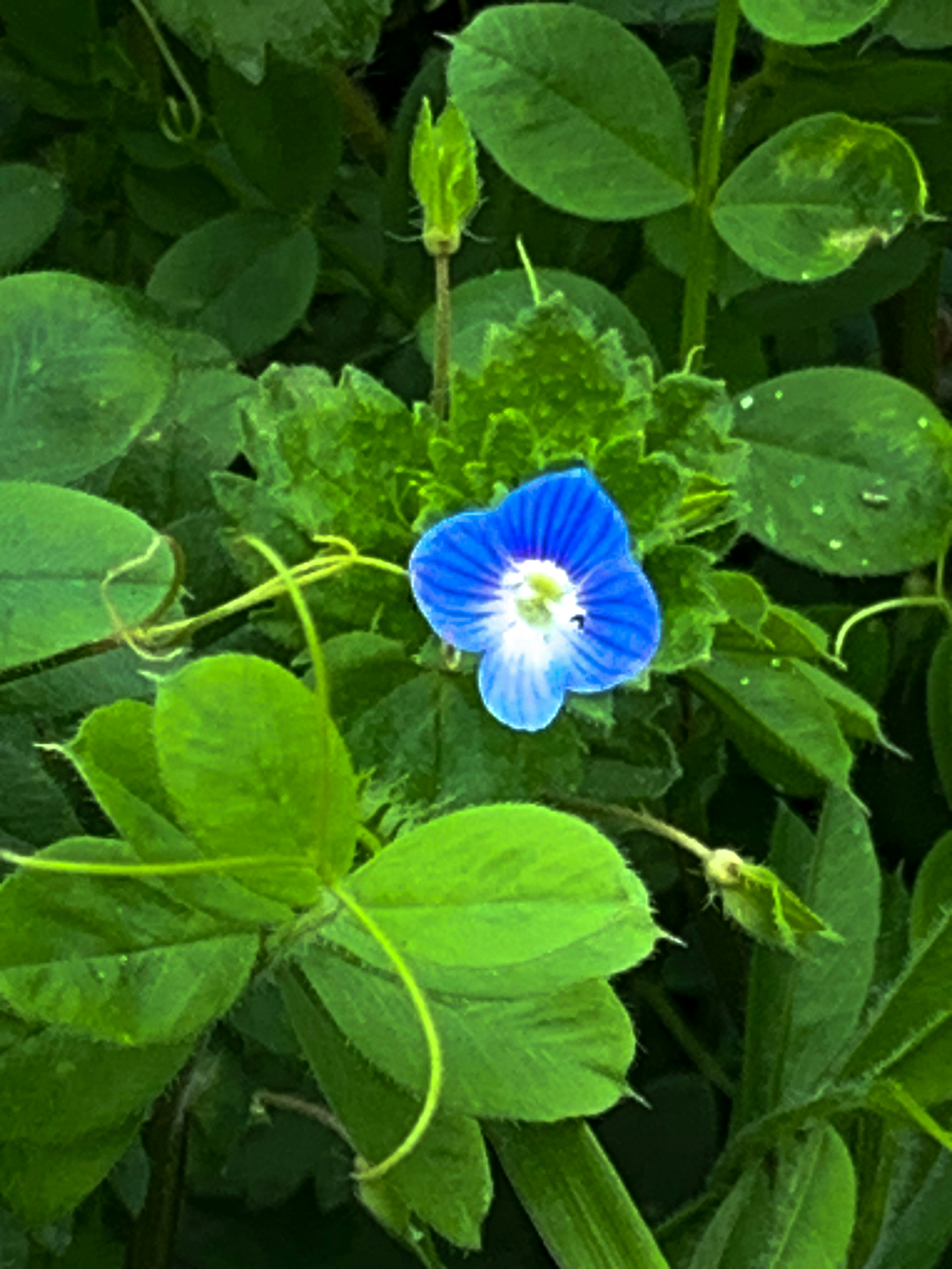 青い花と緑の葉が特徴的な自然の風景