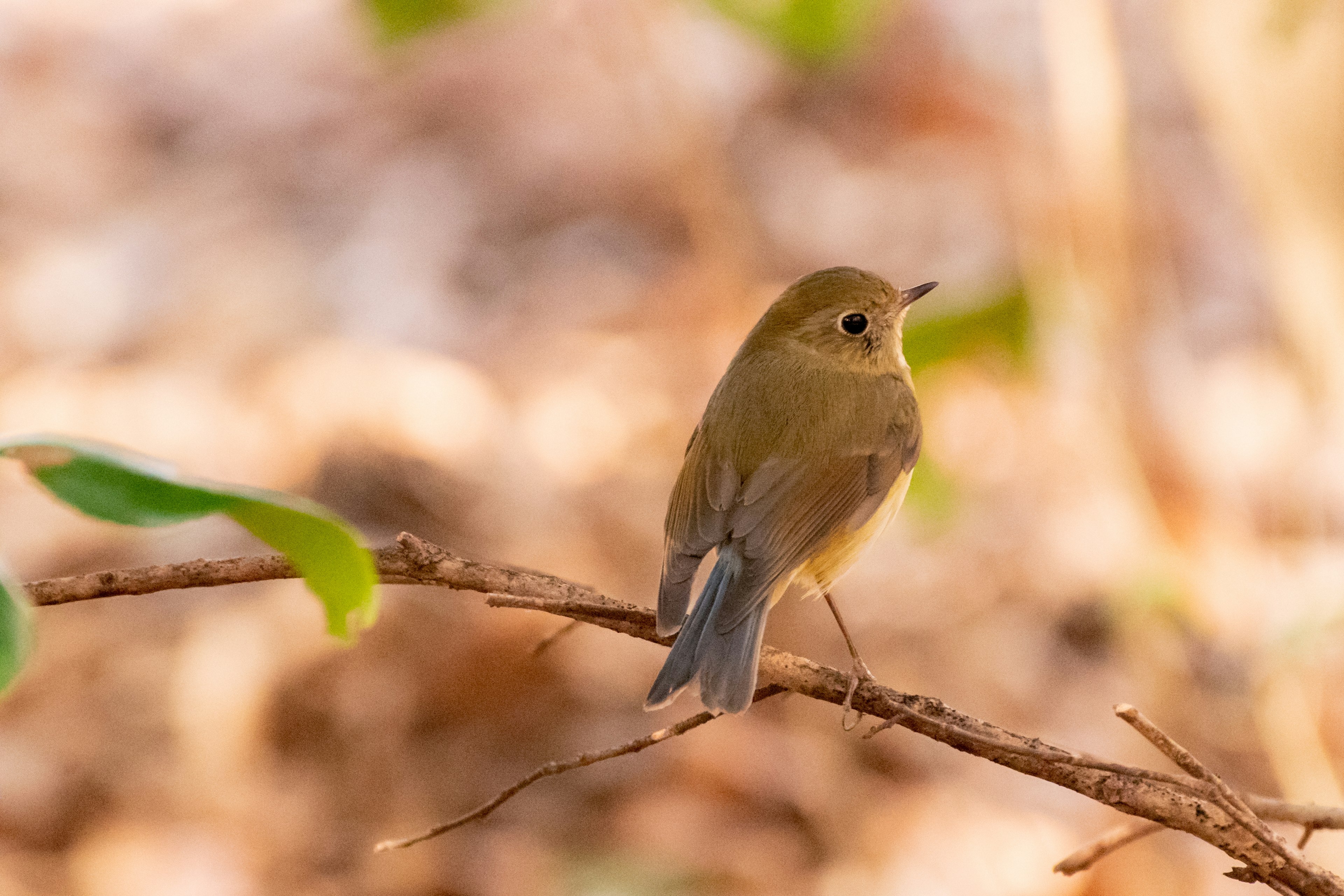 小さな鳥が枝に止まっている緑色の羽毛