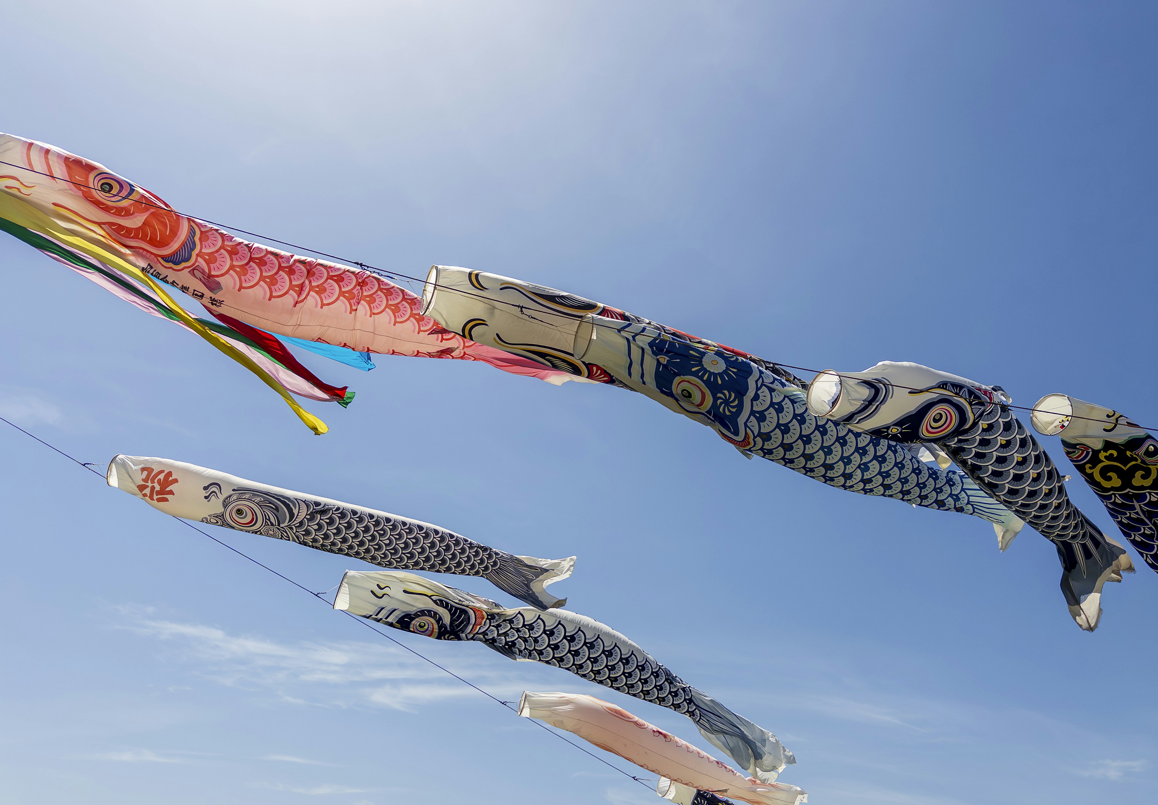 Banderas de peces koi coloridos nadando en el cielo azul