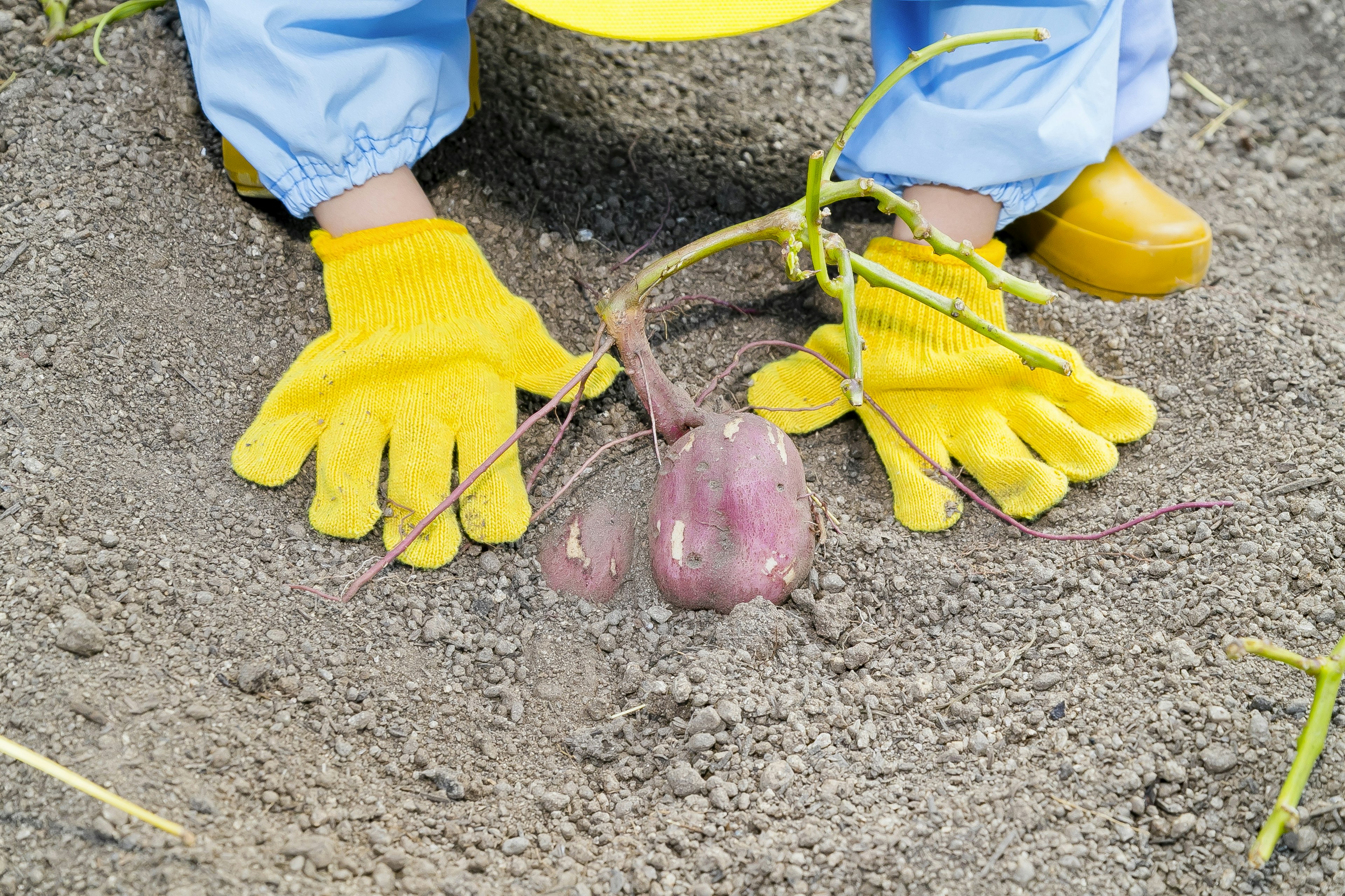 Eine Person mit Handschuhen zieht ein lila Gemüse aus dem Boden