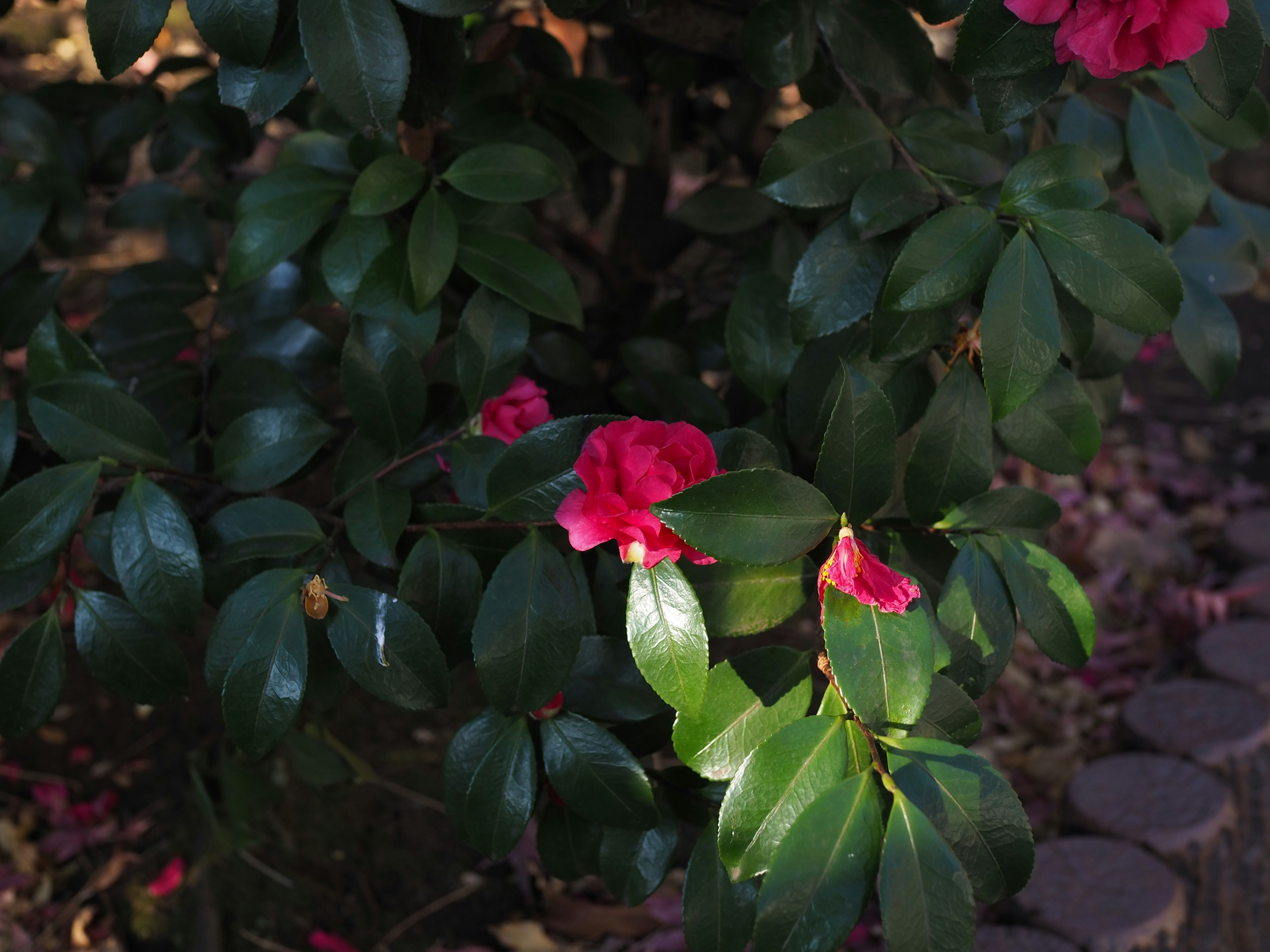 Close-up of a plant with red flowers and green leaves
