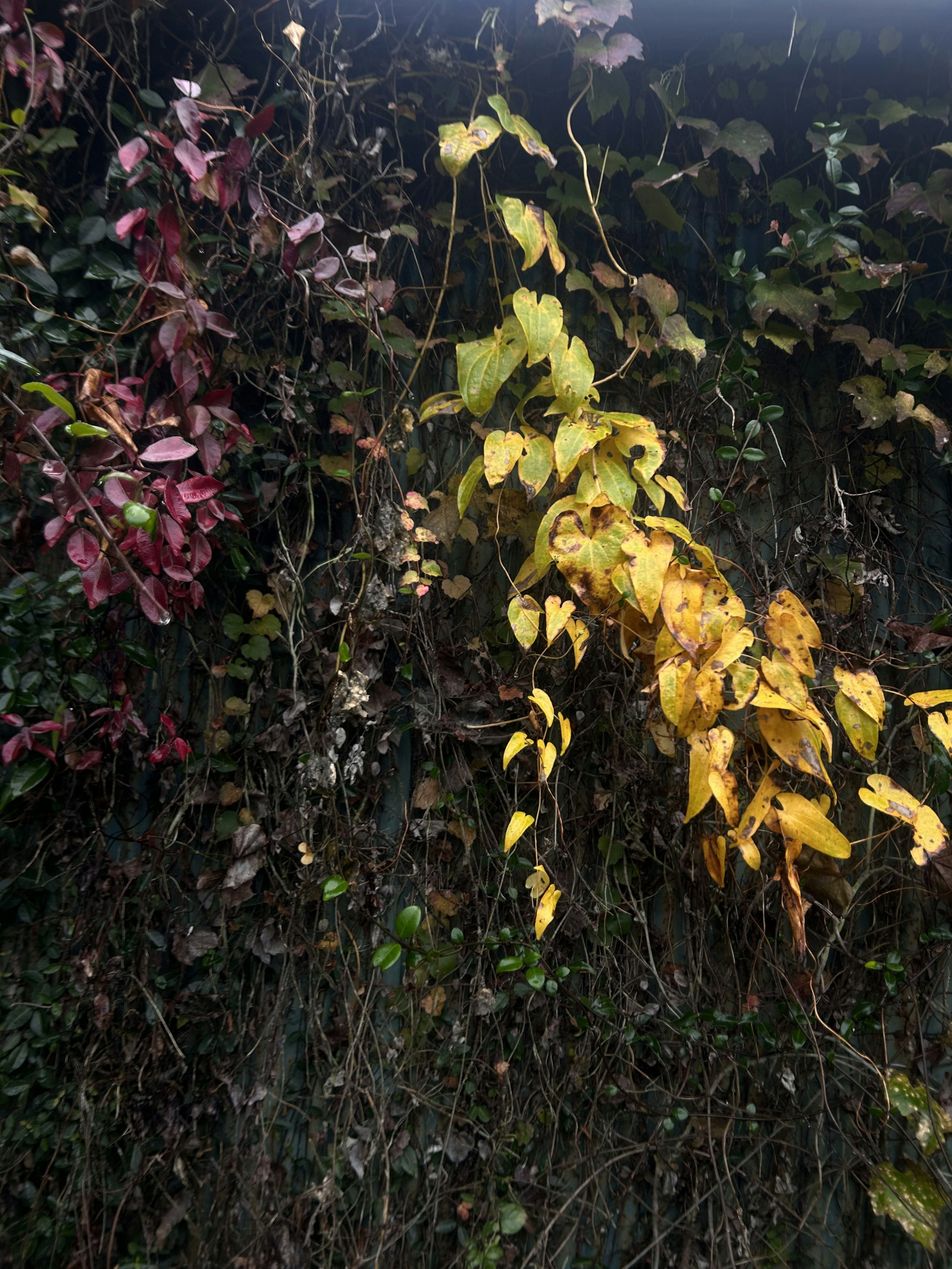 Feuilles colorées s'entrelacent sur une plante murale