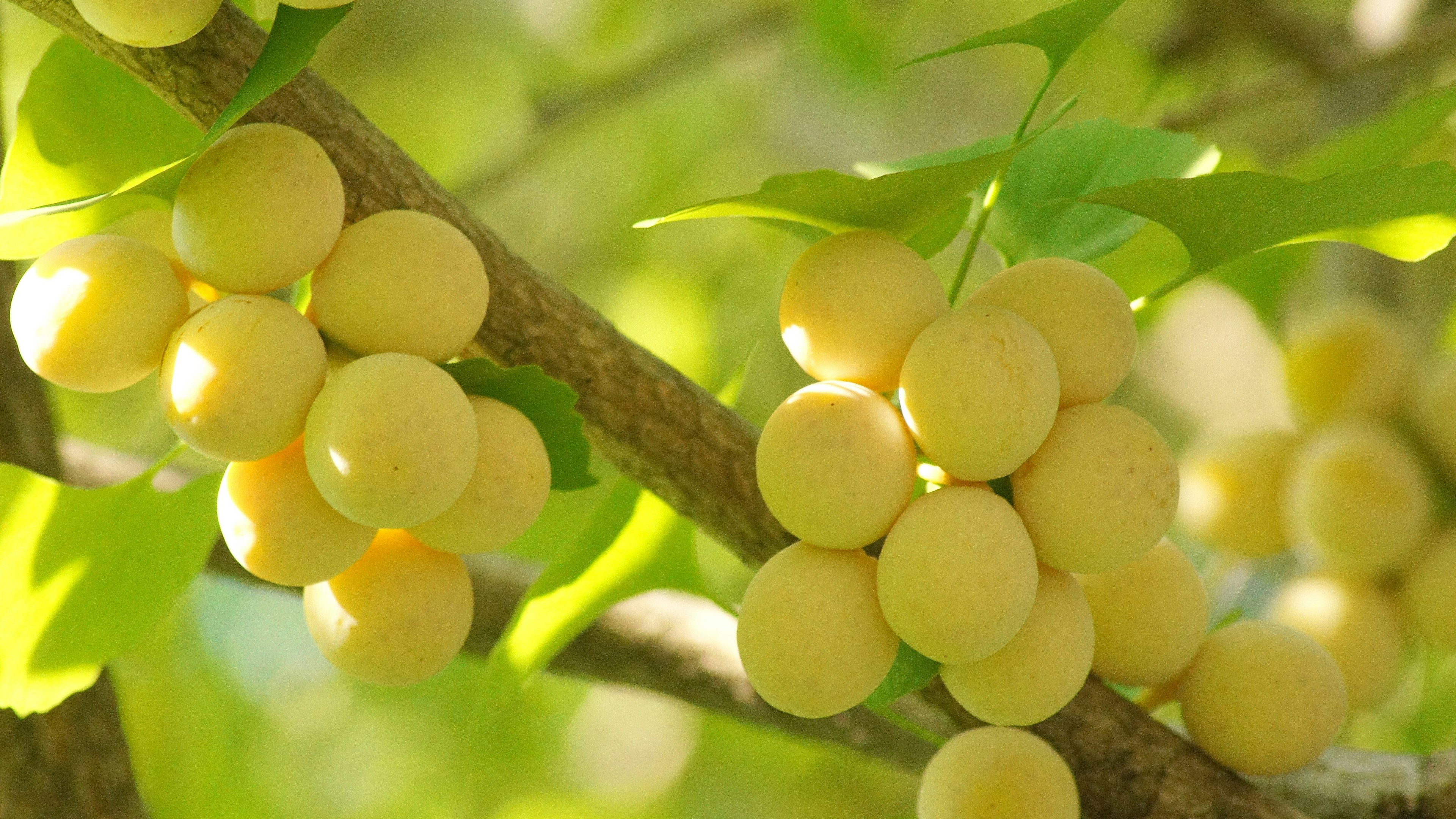 Grappoli di frutti gialli appesi a rami circondati da foglie verdi