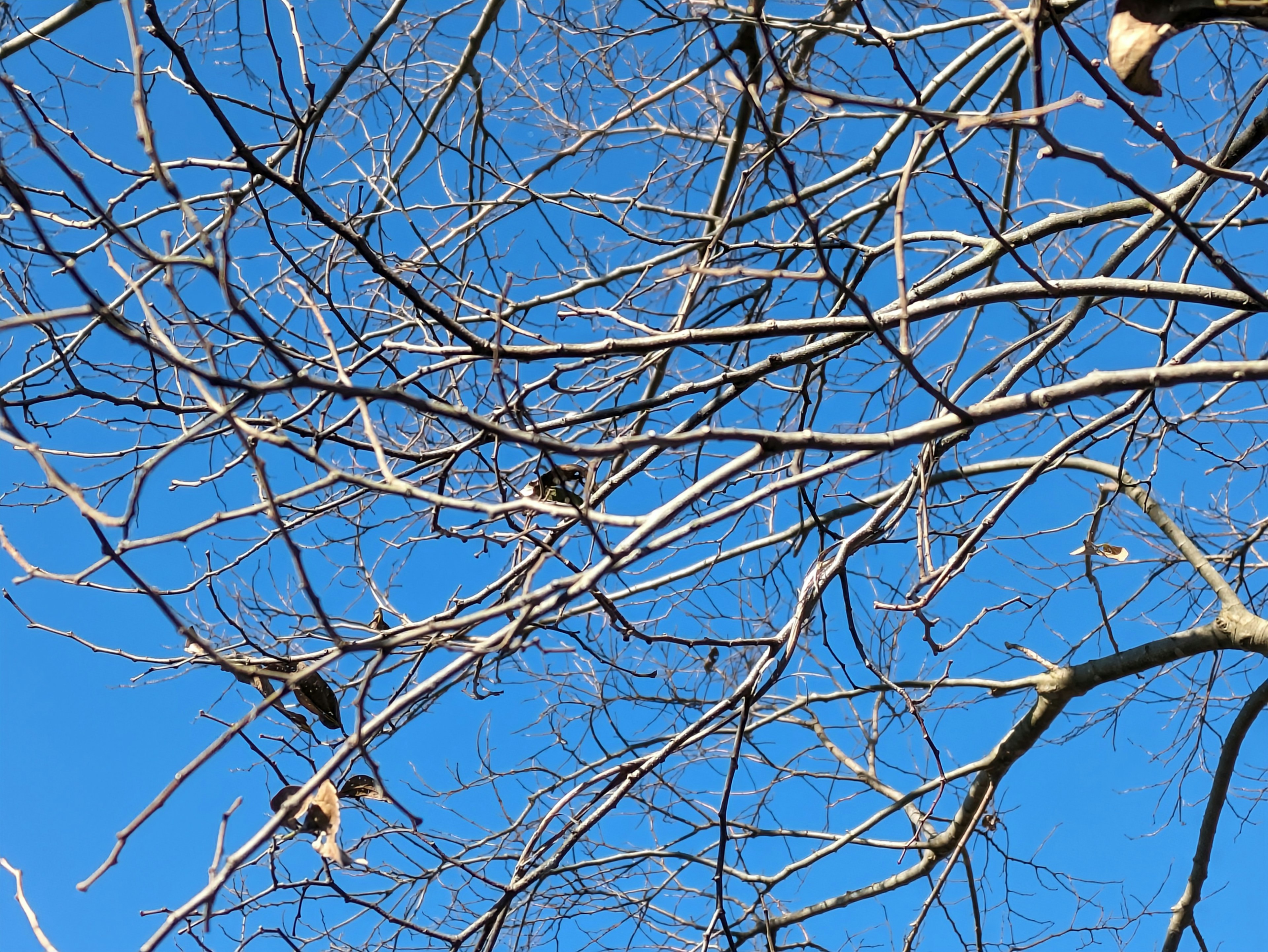 Silhouette of thin tree branches against a blue sky