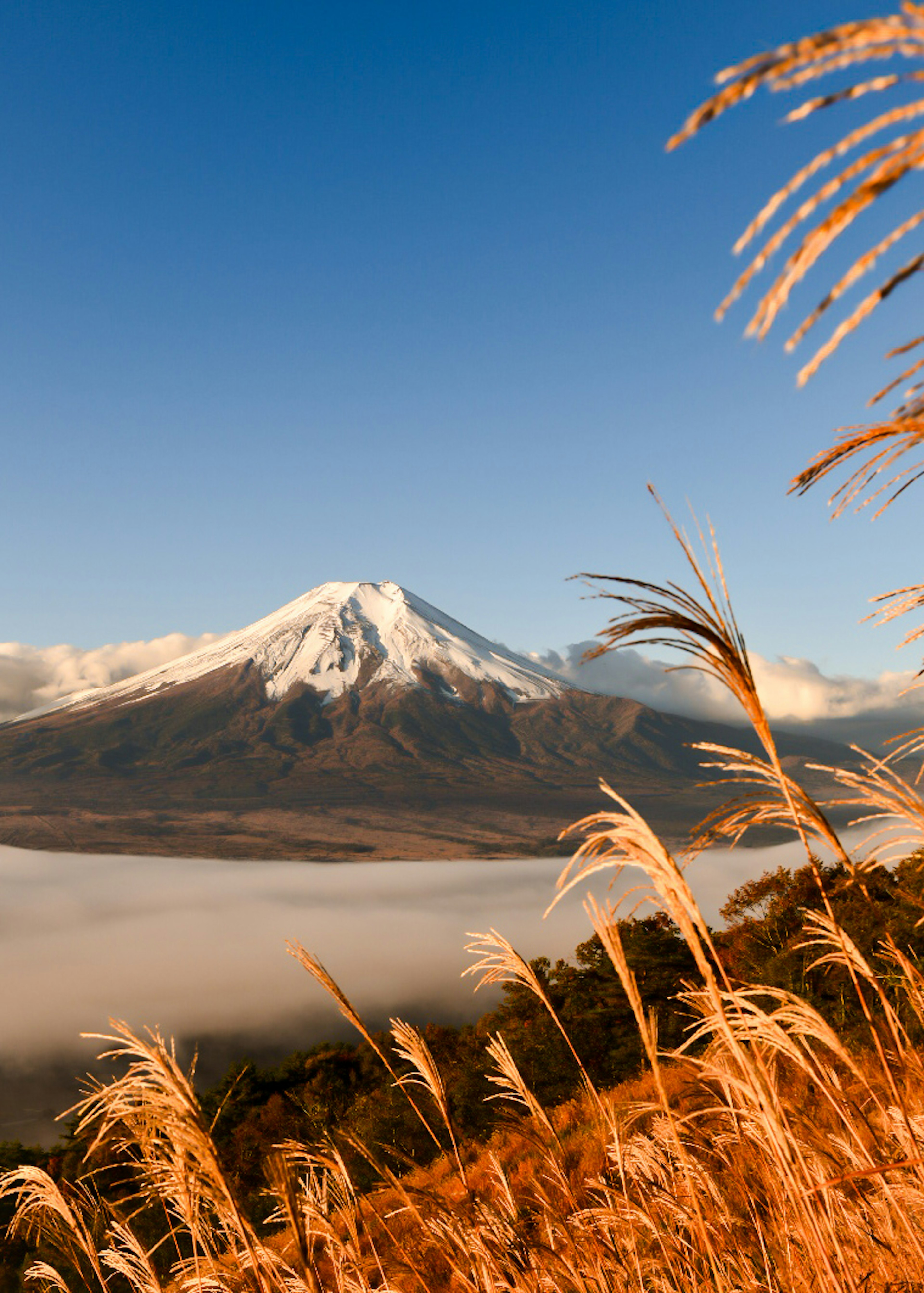 Beautiful snow-capped mountain with golden grass in the foreground