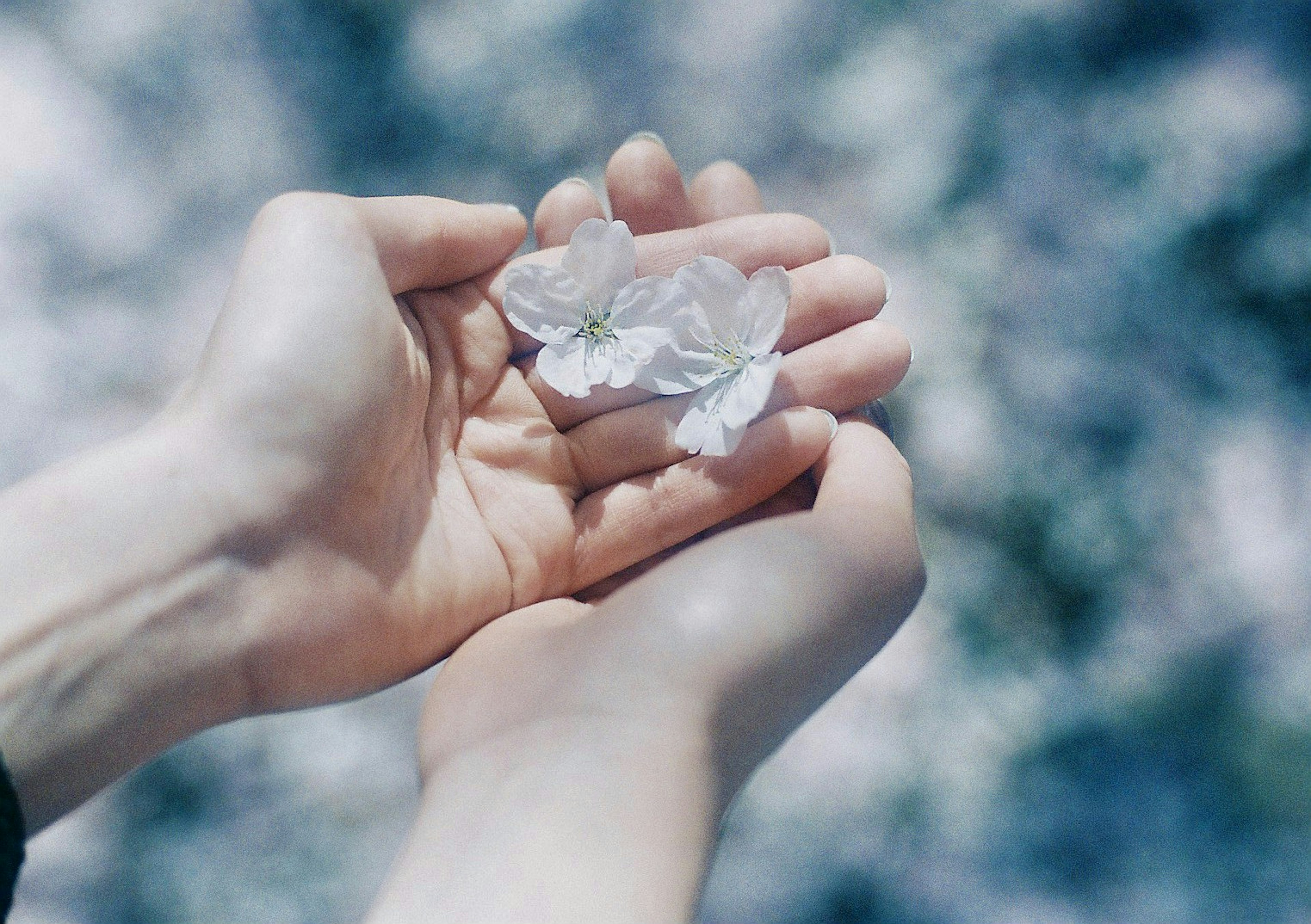 Two hands holding flower petals